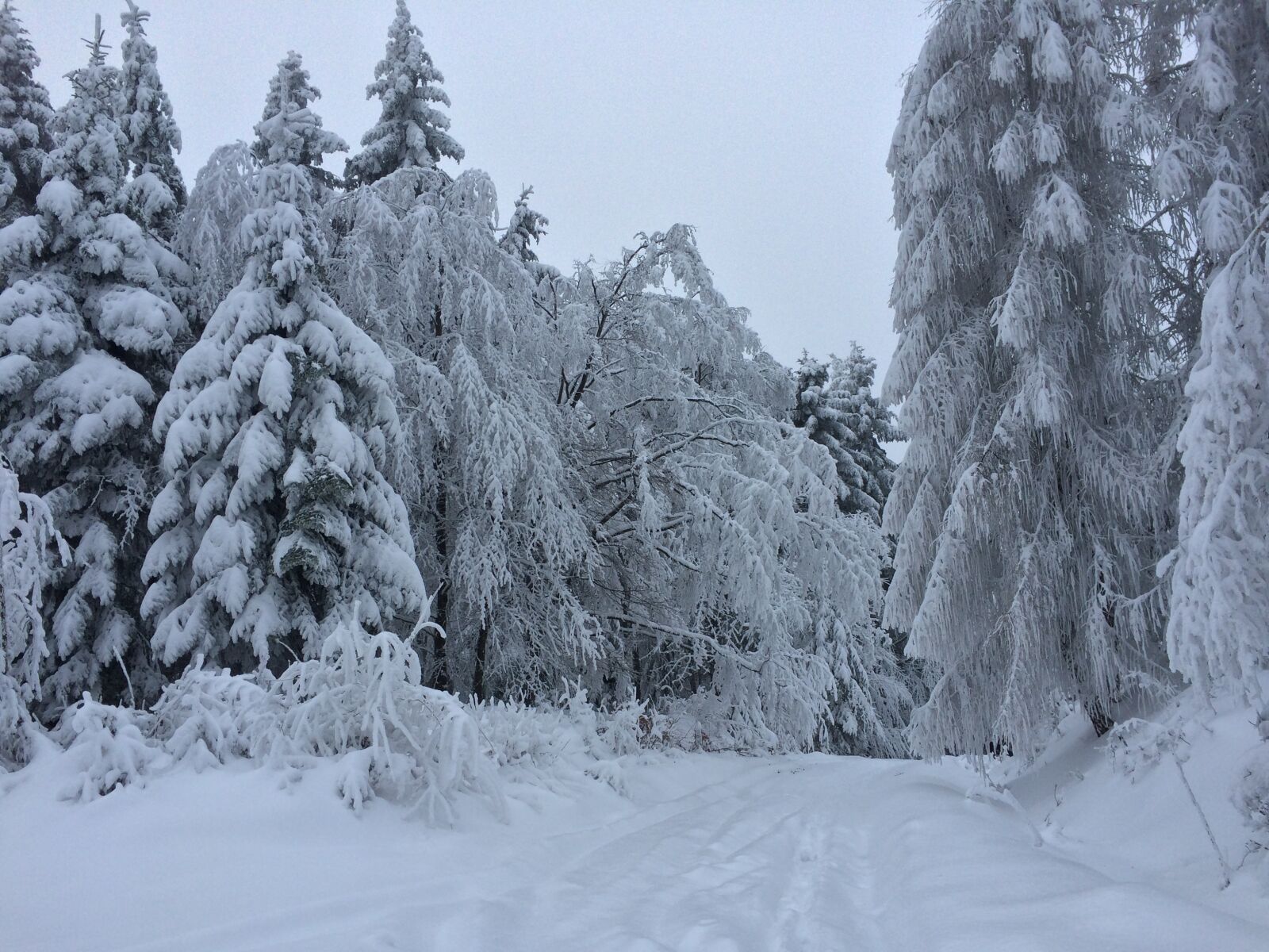 iPhone 5s back camera 4.15mm f/2.2 sample photo. Cold, forest, nature, sky photography