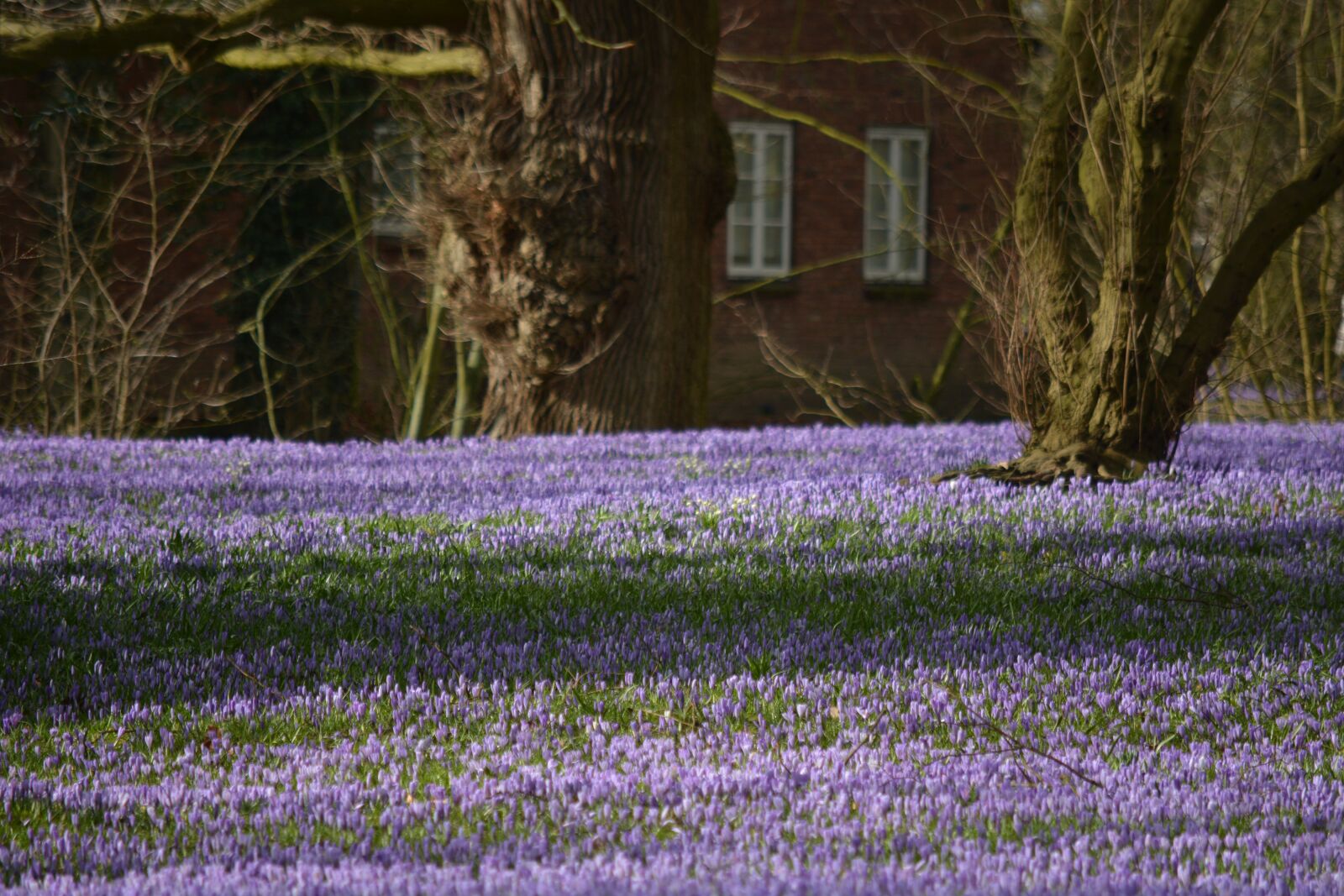 Nikon D7100 sample photo. Nature, flowers, crocus photography