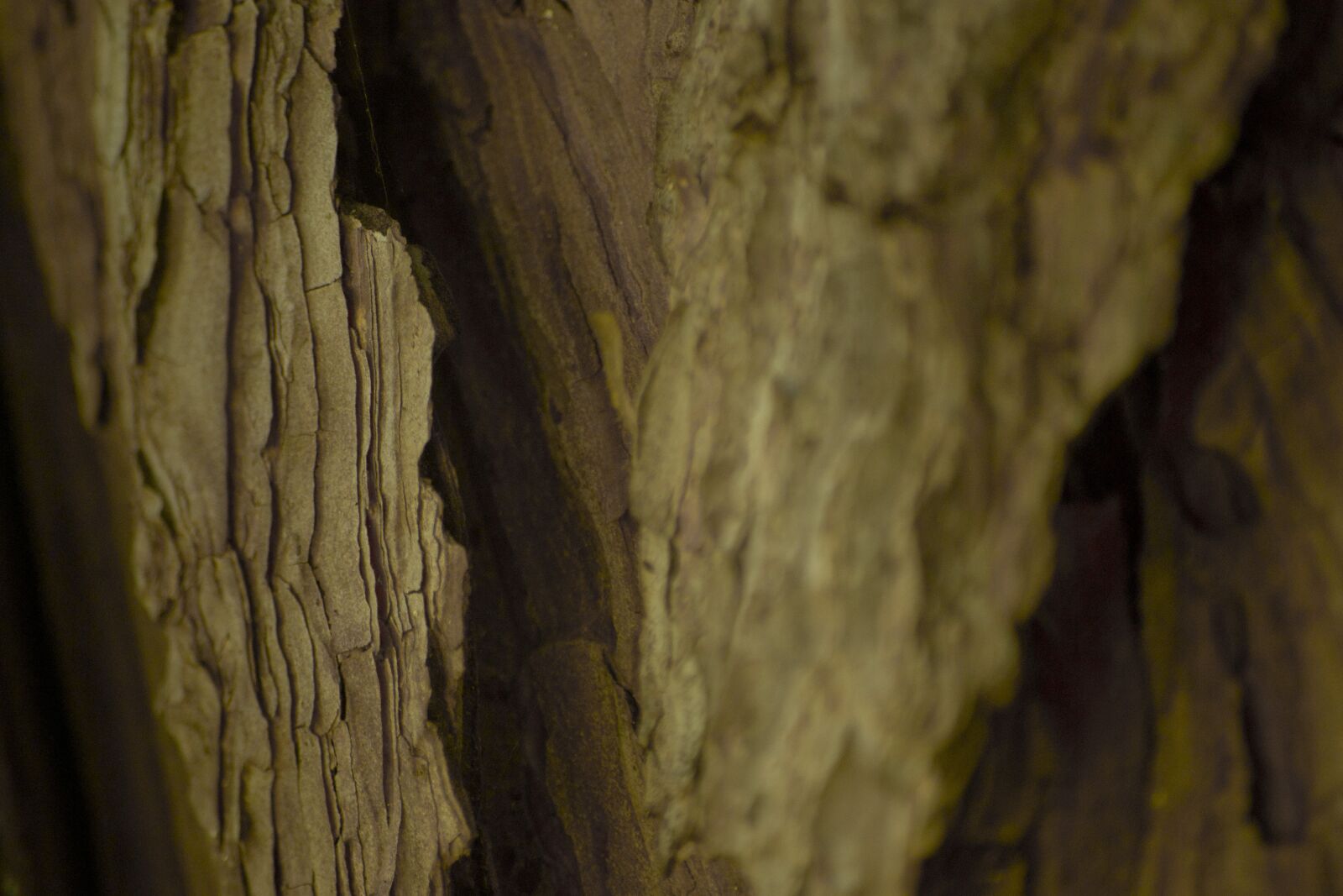 Nikon D3100 sample photo. Wood, texture, tree photography