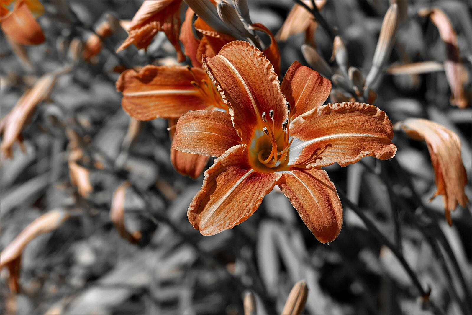 Panasonic Lumix DMC-FZ1000 sample photo. Lily, flower, plant photography