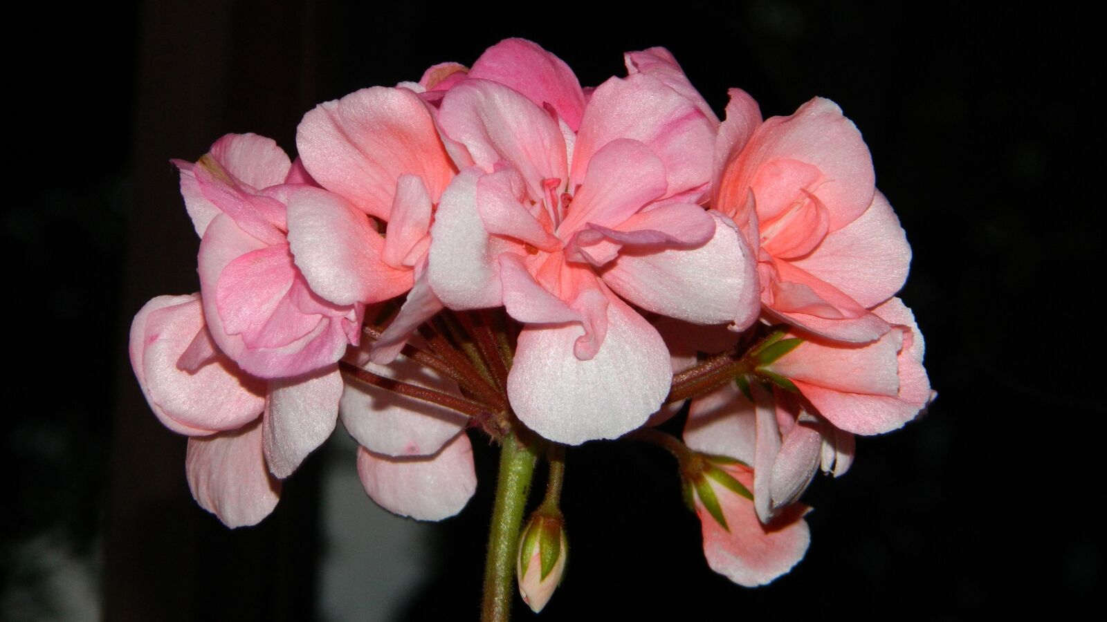 Nikon Coolpix L120 sample photo. Geranium, pink, flower photography
