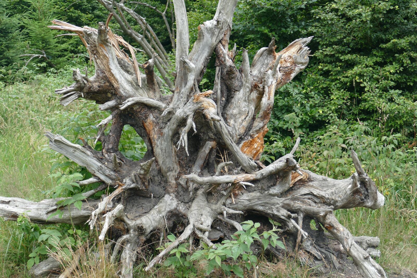 Panasonic Lumix DMC-FZ1000 sample photo. Root, large, gigantic photography