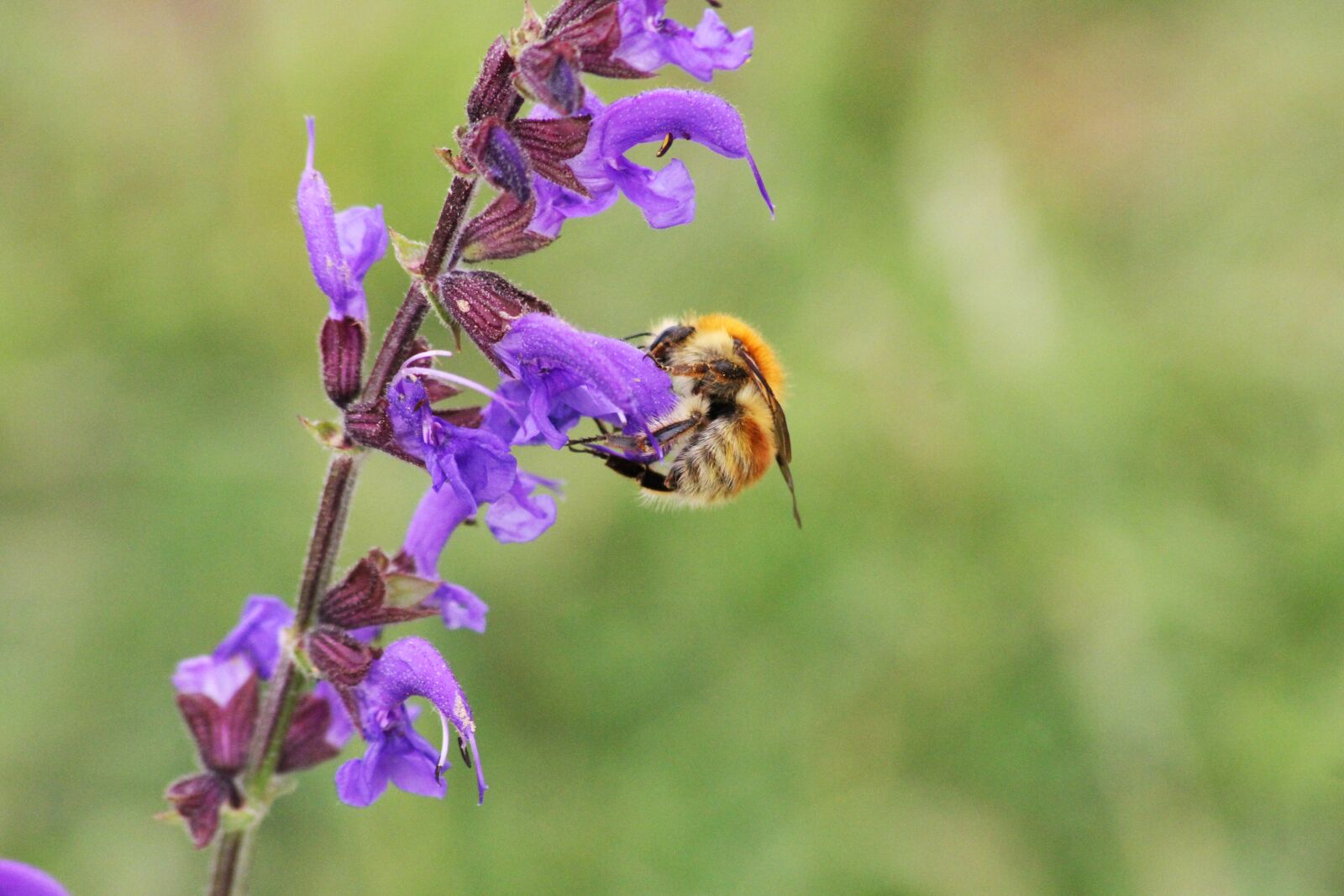 Canon EOS 7D sample photo. Bee, bourdon, insects photography