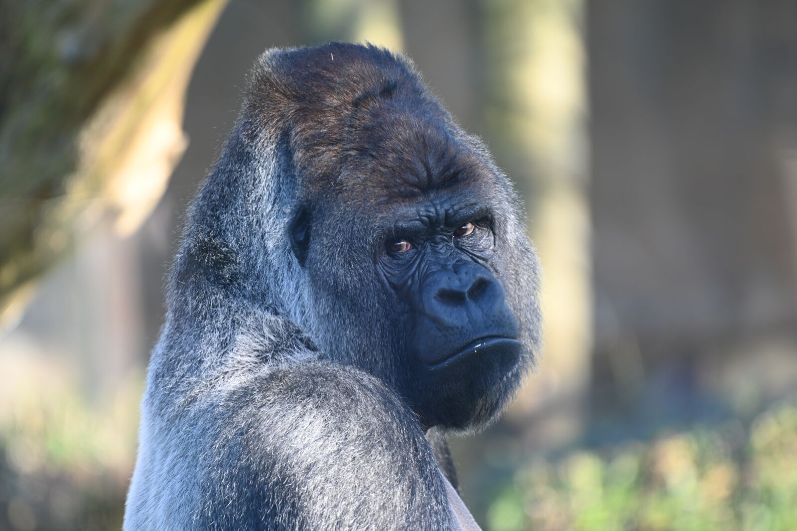 Nikon Z7 sample photo. Silverback, gorilla, mammals photography