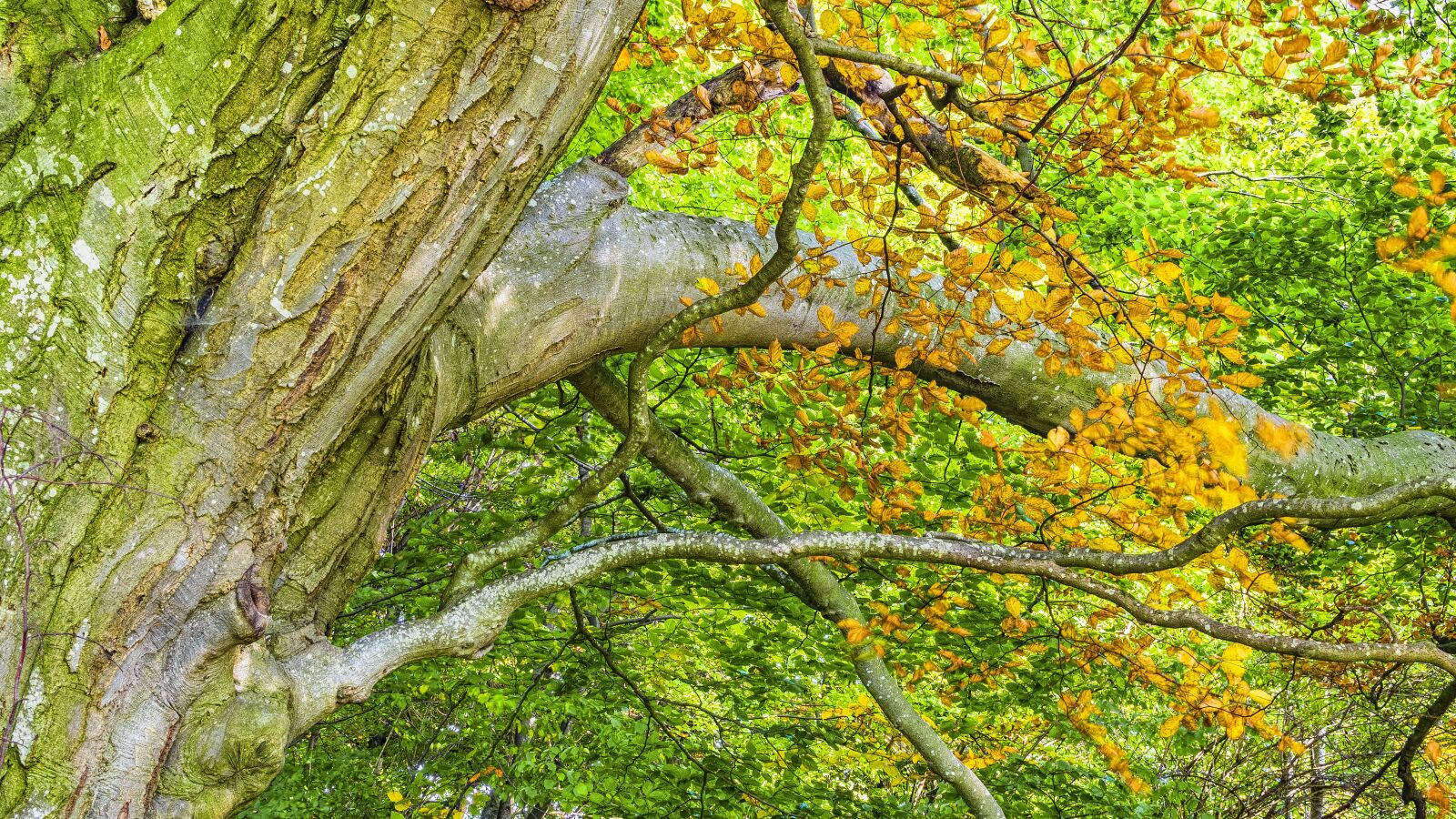 "Beech, beech wood, autumn" photography. 
