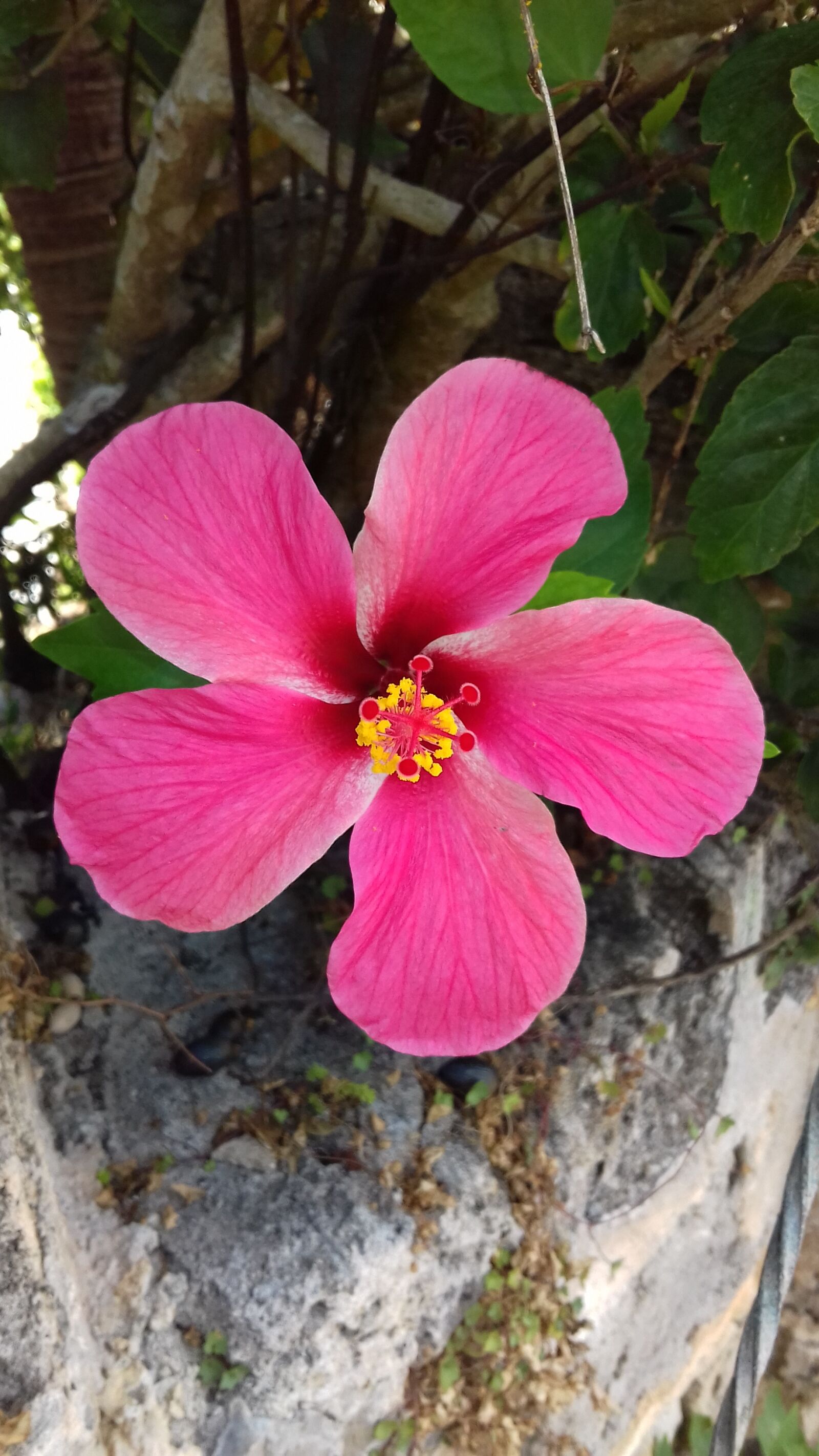 Samsung Galaxy J3(2016) sample photo. Nature, flower, flora photography