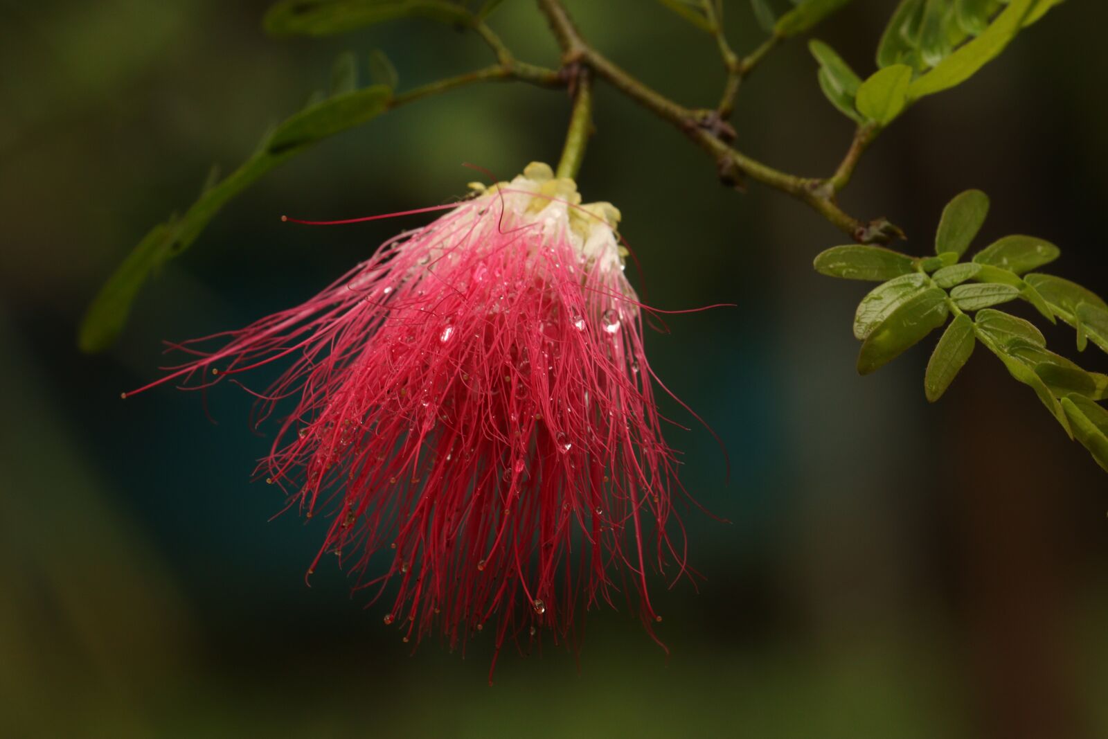 Canon EOS 250D (EOS Rebel SL3 / EOS Kiss X10 / EOS 200D II) sample photo. Kerala, brush flower, outdoor photography