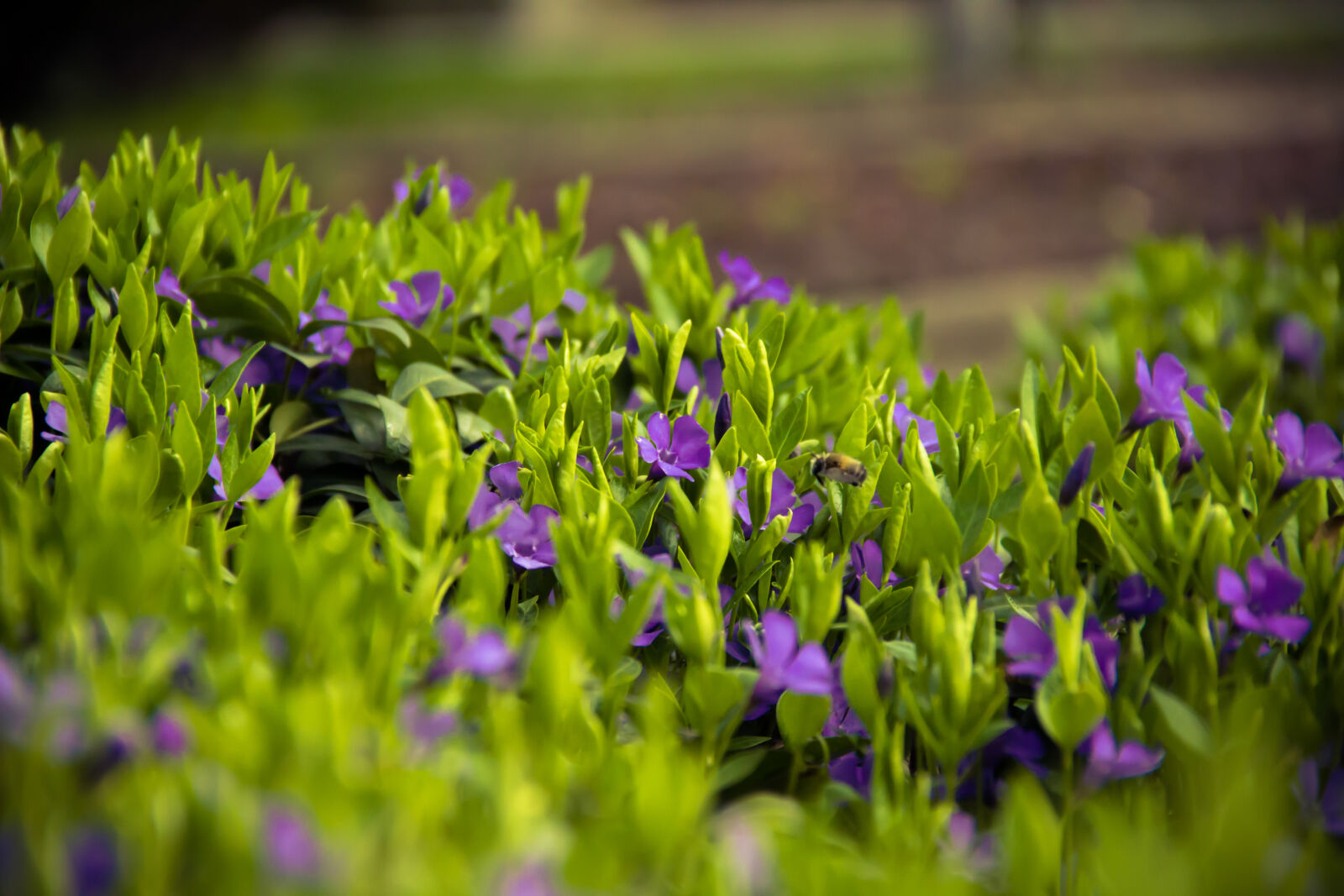 Canon EOS 600D (Rebel EOS T3i / EOS Kiss X5) sample photo. Bee, flowers, leaves photography