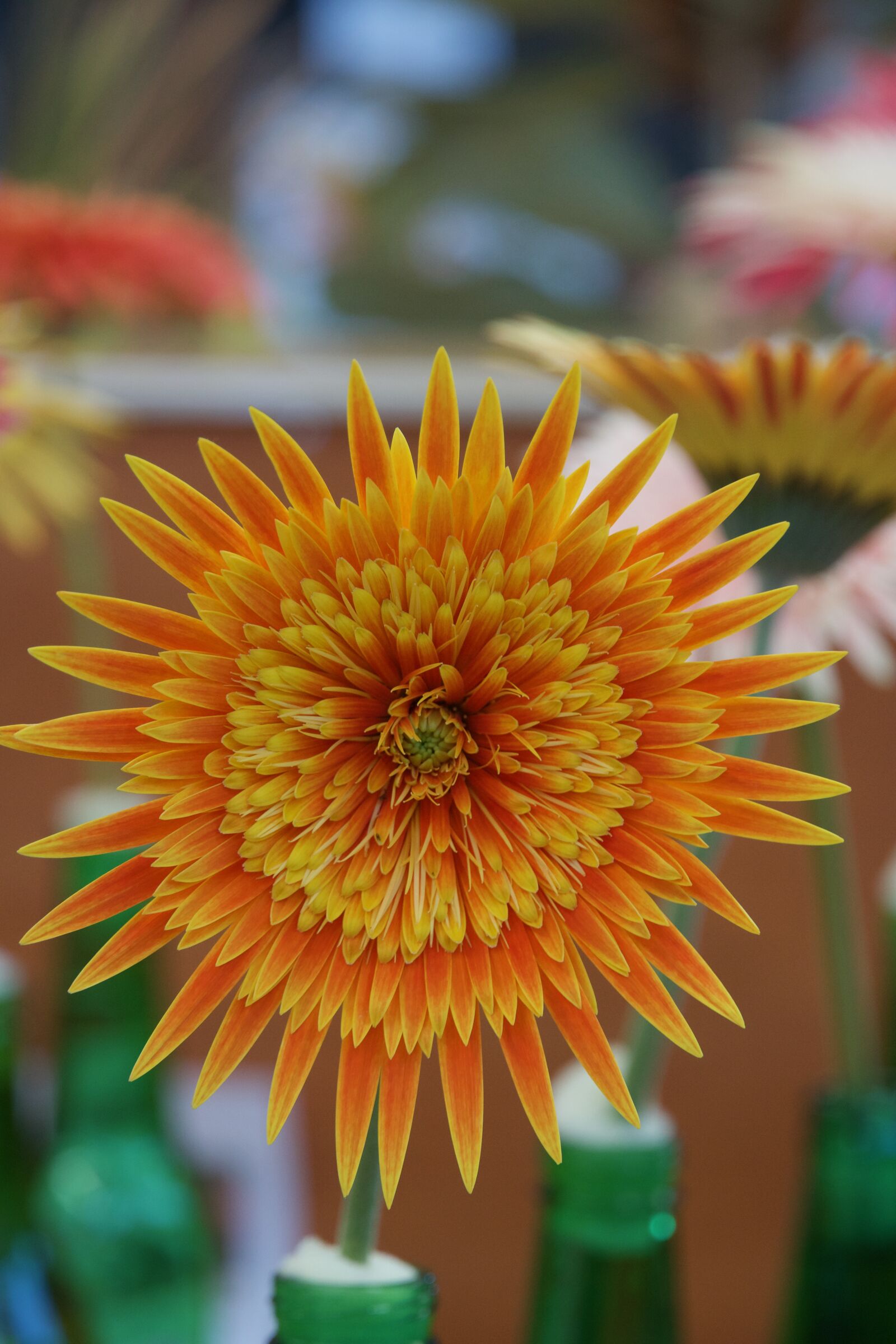Sony a6500 sample photo. Flower, floral, blossom photography