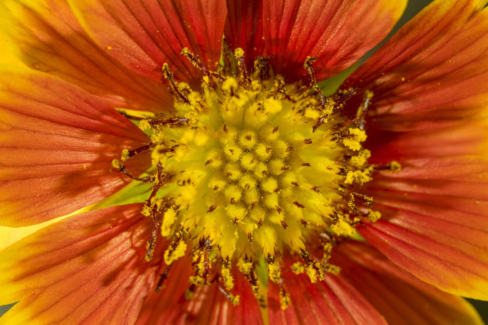 Canon EF 100mm F2.8L Macro IS USM sample photo. Flower, macro, flowers photography