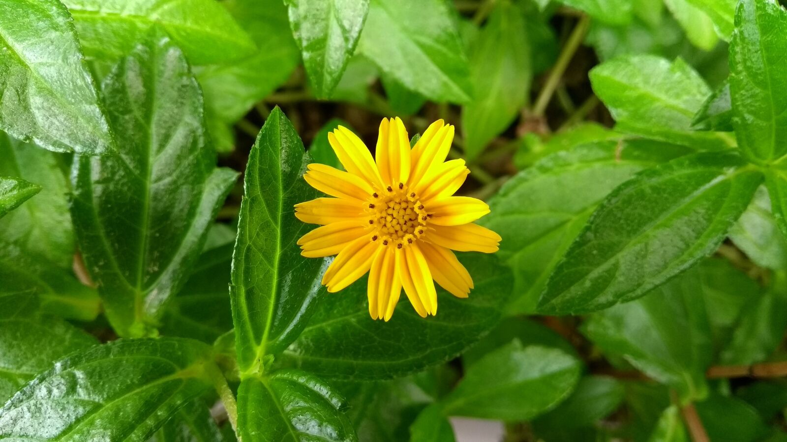 Motorola Moto G (5th Gen) sample photo. Flowers, yellow, yellow flowers photography