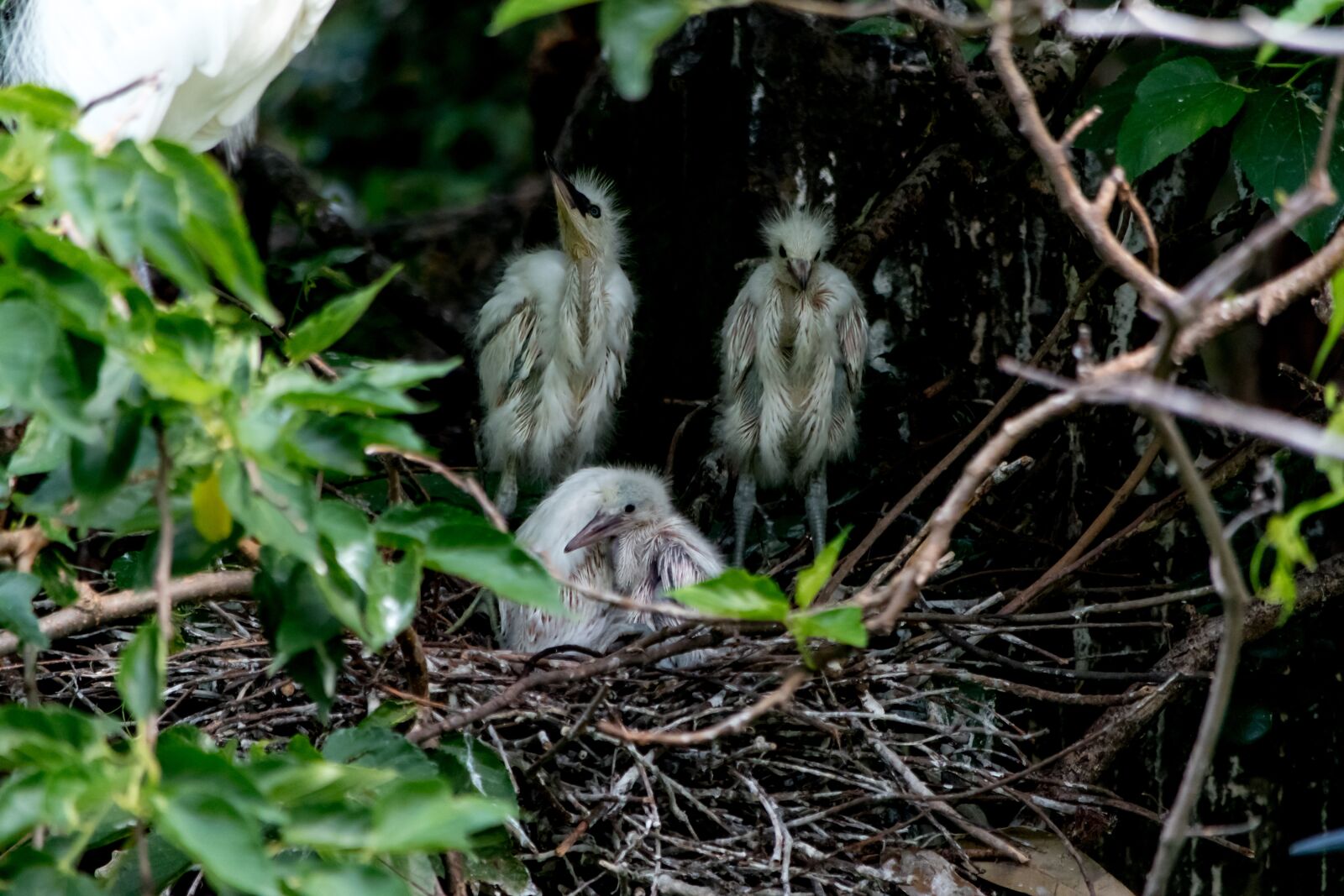 Nikon D5500 sample photo. Egret, bird, chicks photography