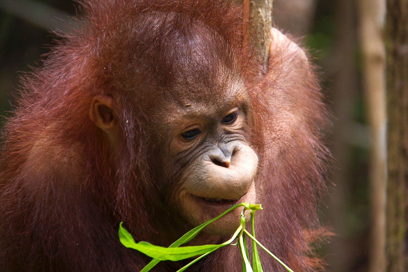 Canon EOS 40D sample photo. Orang-utan, wild, borneo photography