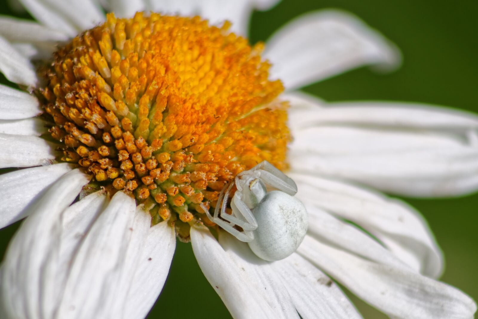 Canon EOS 1100D (EOS Rebel T3 / EOS Kiss X50) sample photo. Macro, daisy, flower photography