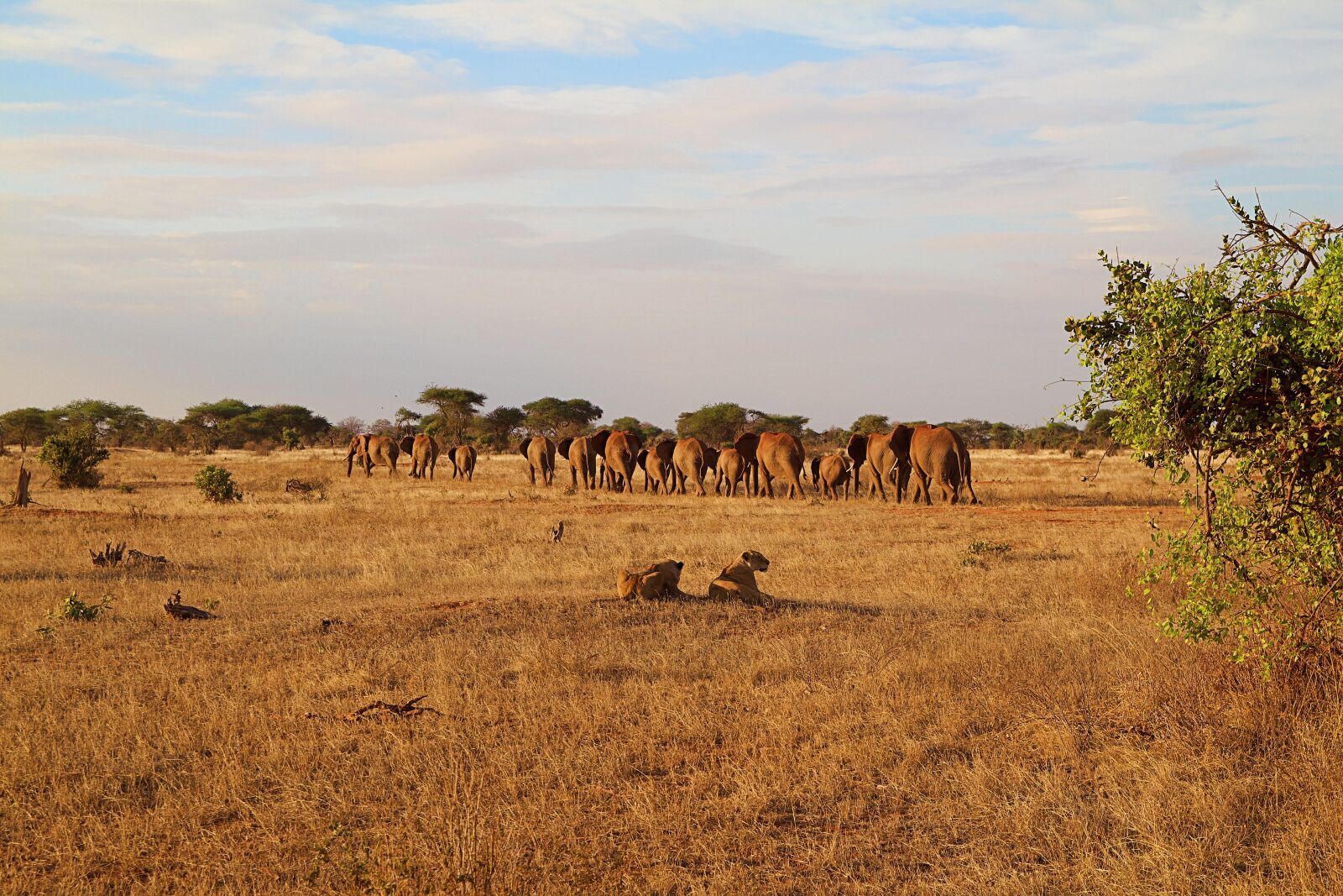 Canon EOS 600D (Rebel EOS T3i / EOS Kiss X5) sample photo. Africa, kenya, tsavo photography