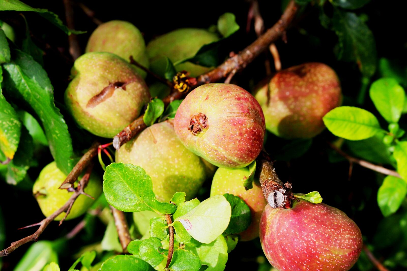 Canon EOS 700D (EOS Rebel T5i / EOS Kiss X7i) sample photo. Tree, apple, apples photography