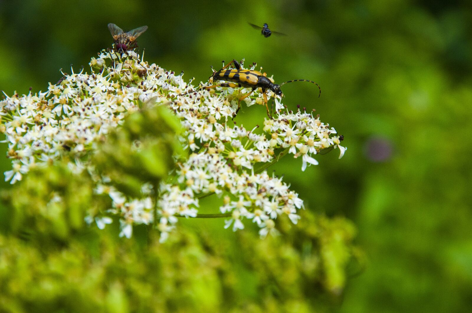 Nikon D90 sample photo. Bieszczady, nature, poland photography