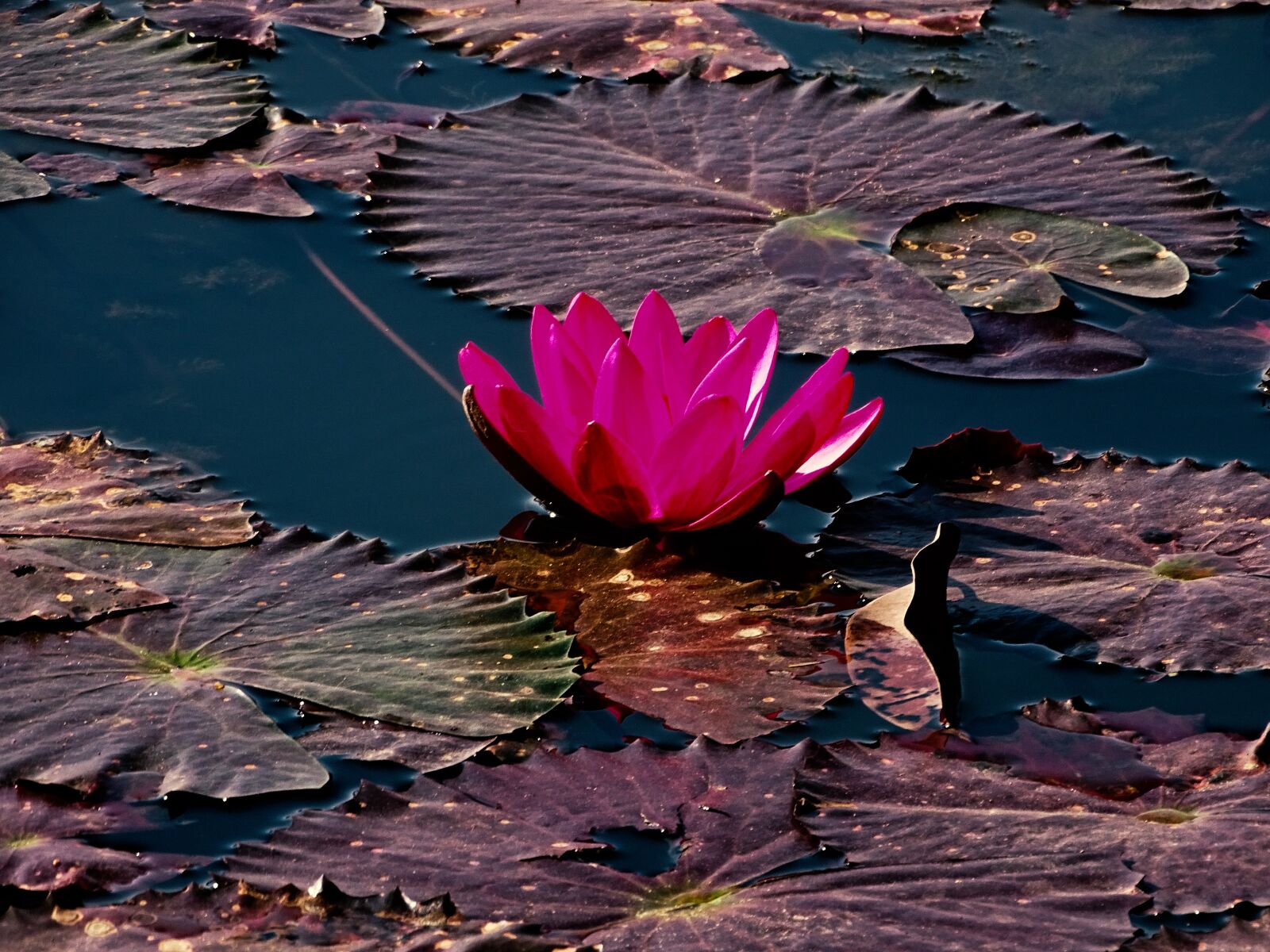 Sony Cyber-shot DSC-HX400V sample photo. Lotus, water lily, flower photography
