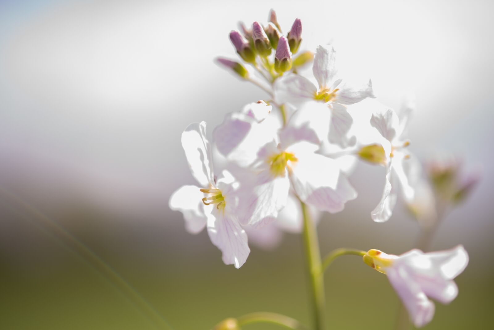 Nikon D600 sample photo. White, flower, blossom photography
