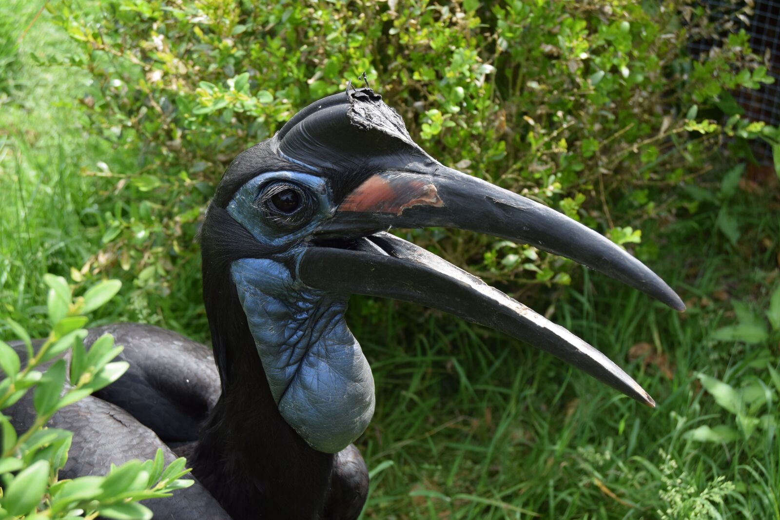 Nikon D3300 sample photo. Ground hornbill abyssinian, bird photography