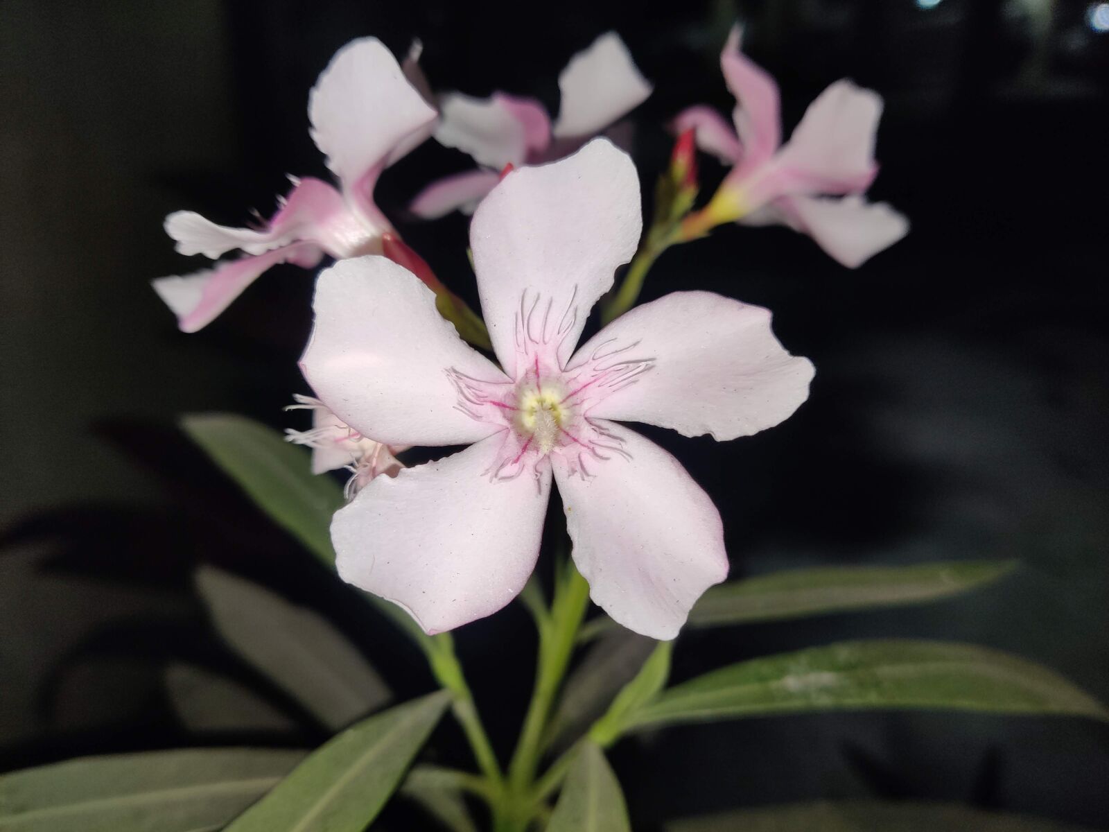 OnePlus AC2001 sample photo