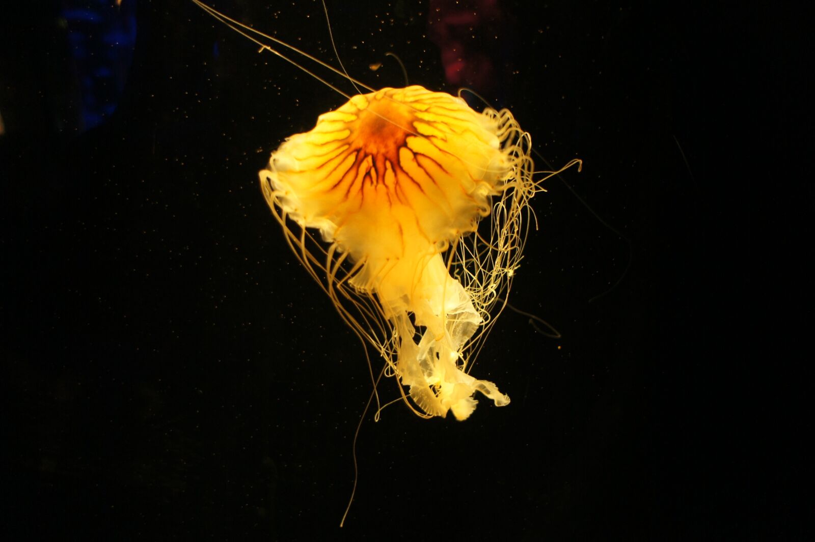 Sony Alpha NEX-5 + Sony E 16mm F2.8 sample photo. Jellyfish, aquarium, underwater photography
