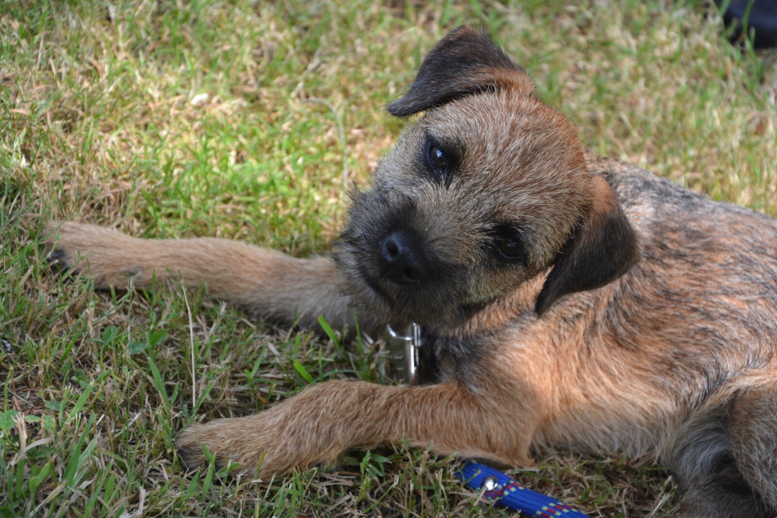 Nikon D5200 sample photo. Dog, puppy, race photography