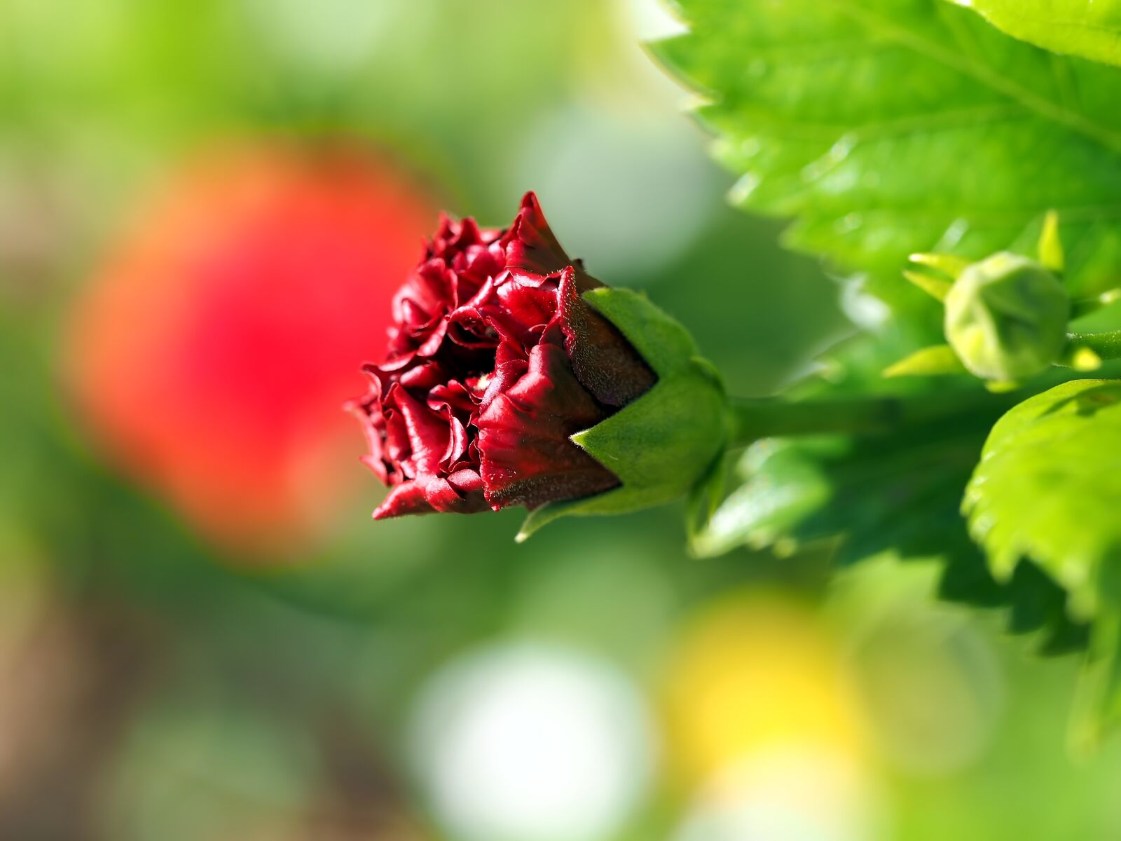 Olympus M.Zuiko Digital ED 60mm F2.8 Macro sample photo. Red petal, red, petal photography