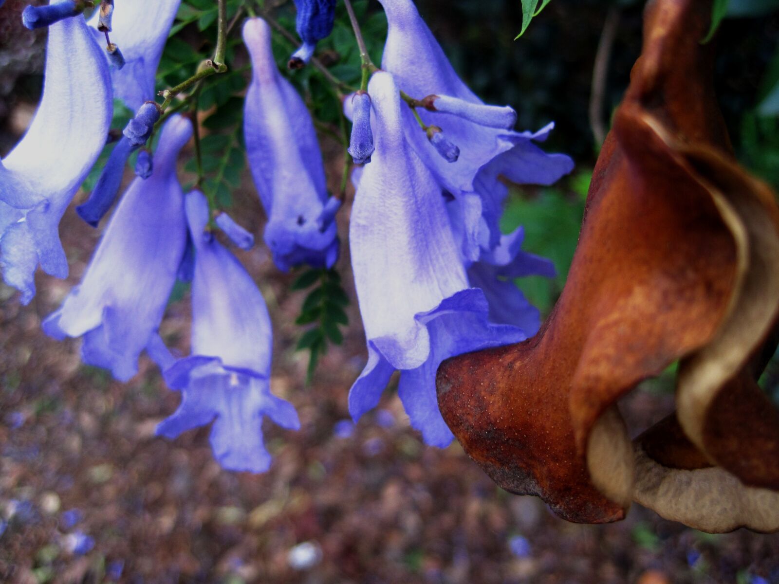 Canon PowerShot SD1200 IS (Digital IXUS 95 IS / IXY Digital 110 IS) sample photo. Few petals, soft, purple photography