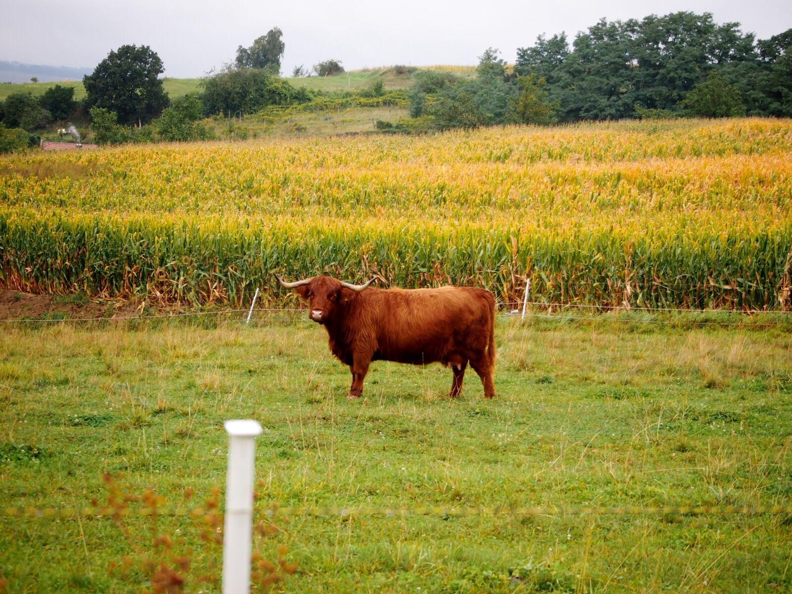 Olympus PEN E-P3 sample photo. Beef, highland beef, brown photography