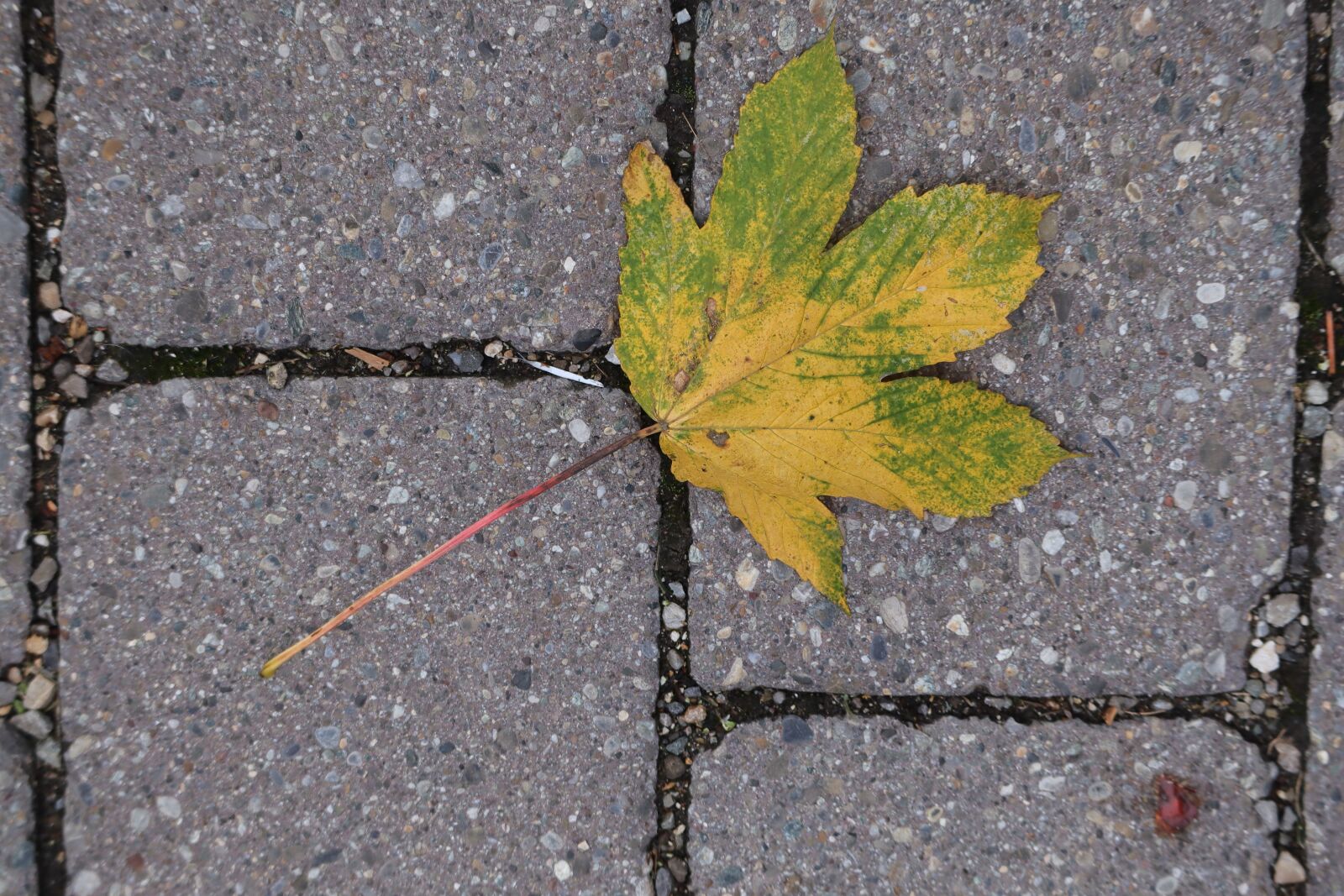 Canon EOS M50 (EOS Kiss M) sample photo. Fall foliage, leaf, october photography