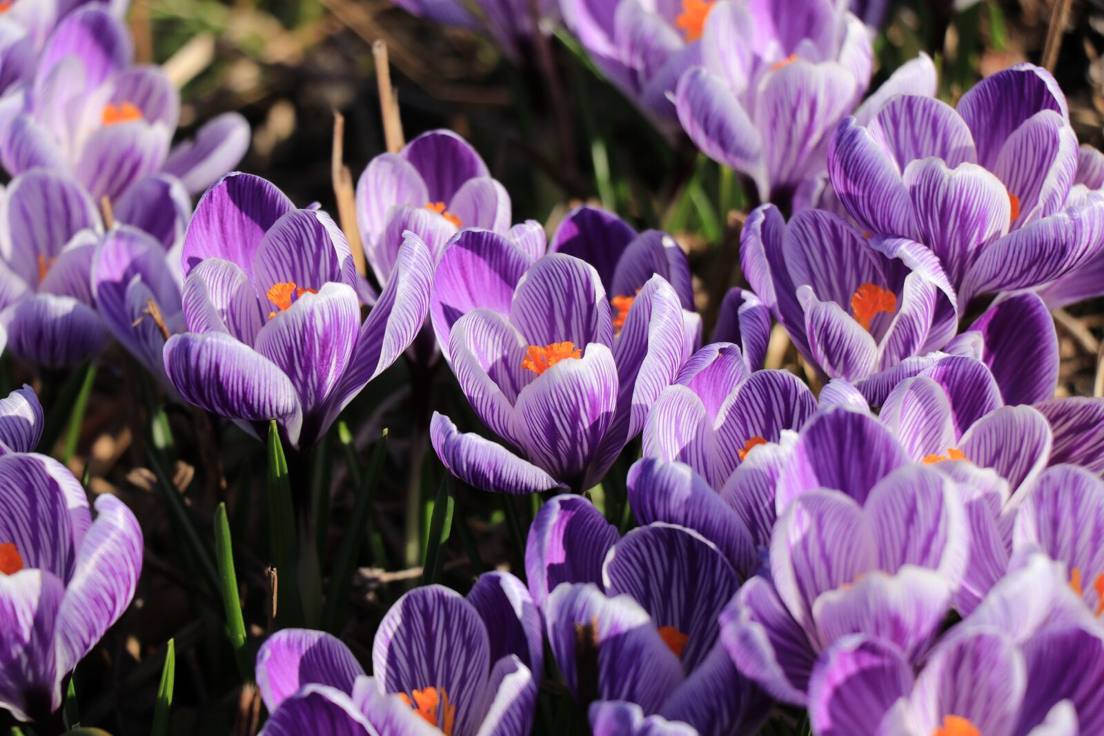 Canon EF-S 18-135mm F3.5-5.6 IS USM sample photo. Crocus, voorjaarsbloeier, bulb flowers photography