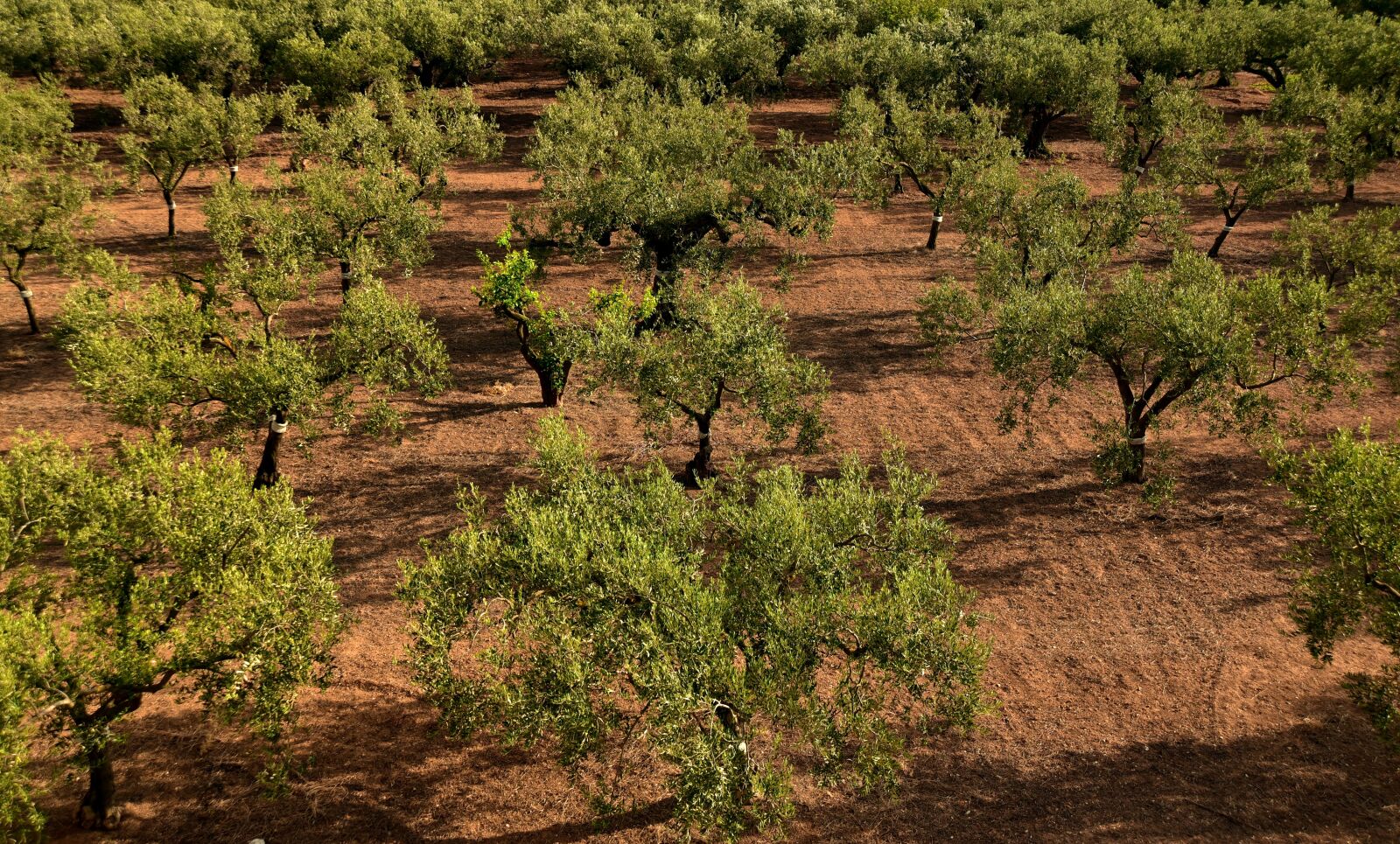 Nikon D750 sample photo. Olive trees, olive field photography