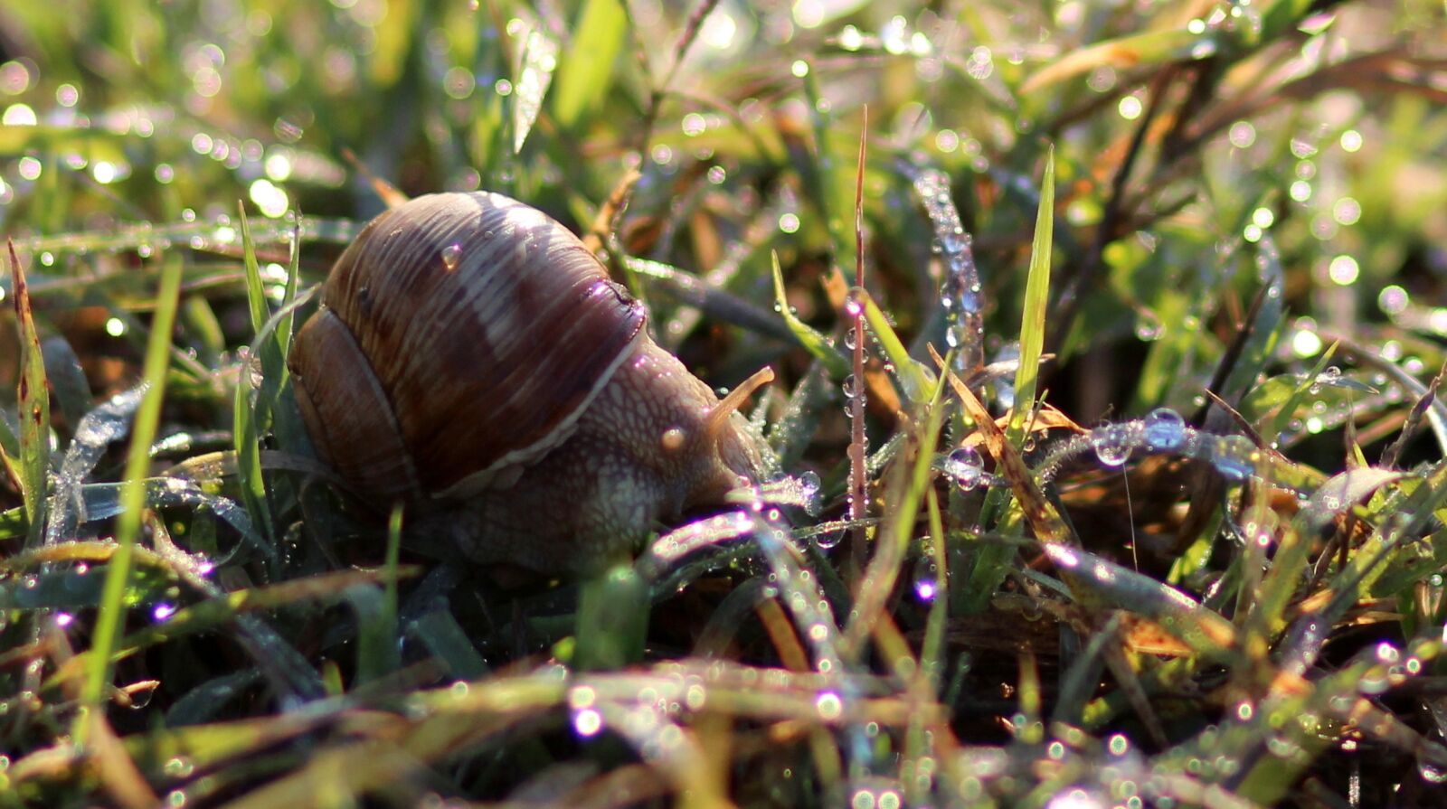 Canon EOS 700D (EOS Rebel T5i / EOS Kiss X7i) + Canon EF 85mm F1.8 USM sample photo. Snail, dew, morning photography