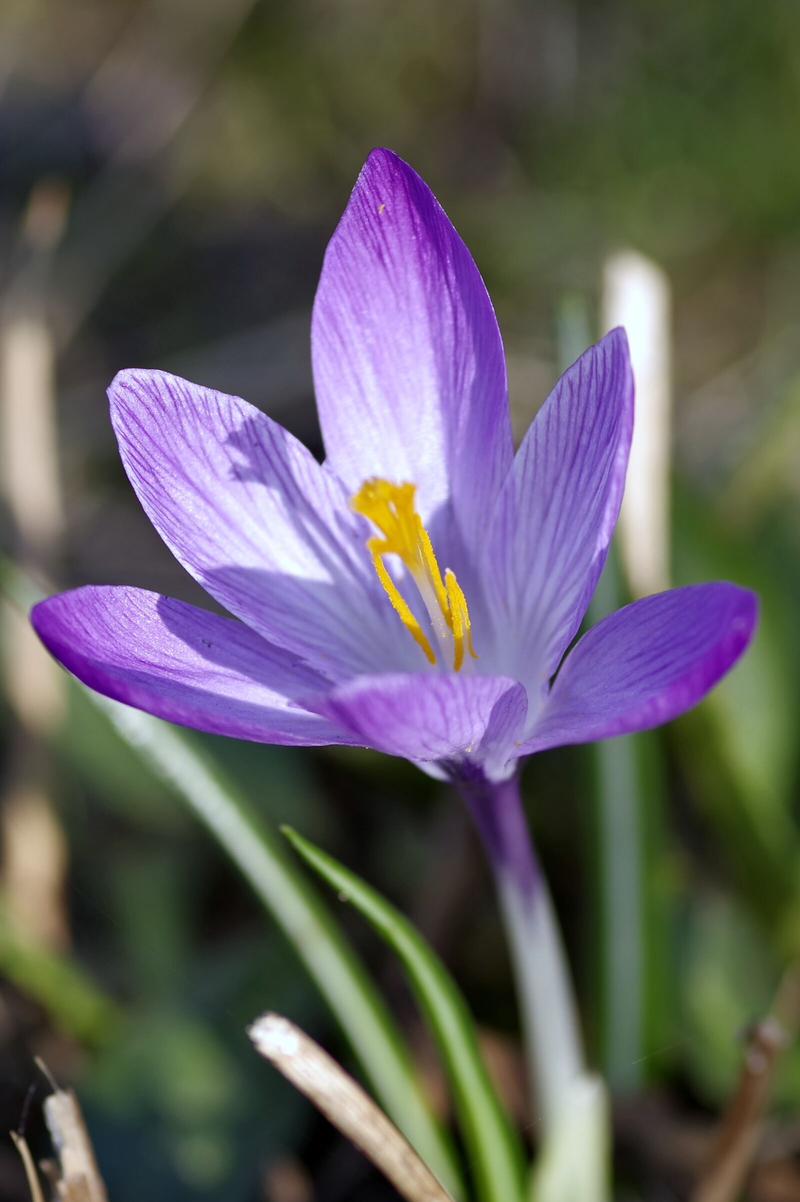 Pentax K-S2 sample photo. Krokus, flower, violet photography