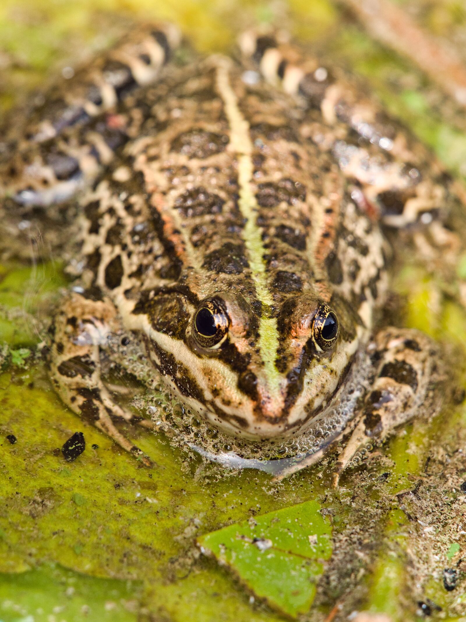Panasonic Lumix DC-G9 sample photo. Frog, macro, water-frog photography
