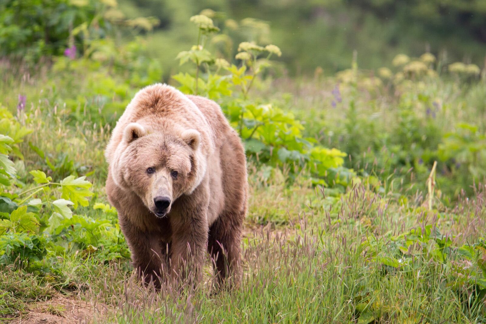 Canon EOS 6D sample photo. Big, kodiak, brown bear photography
