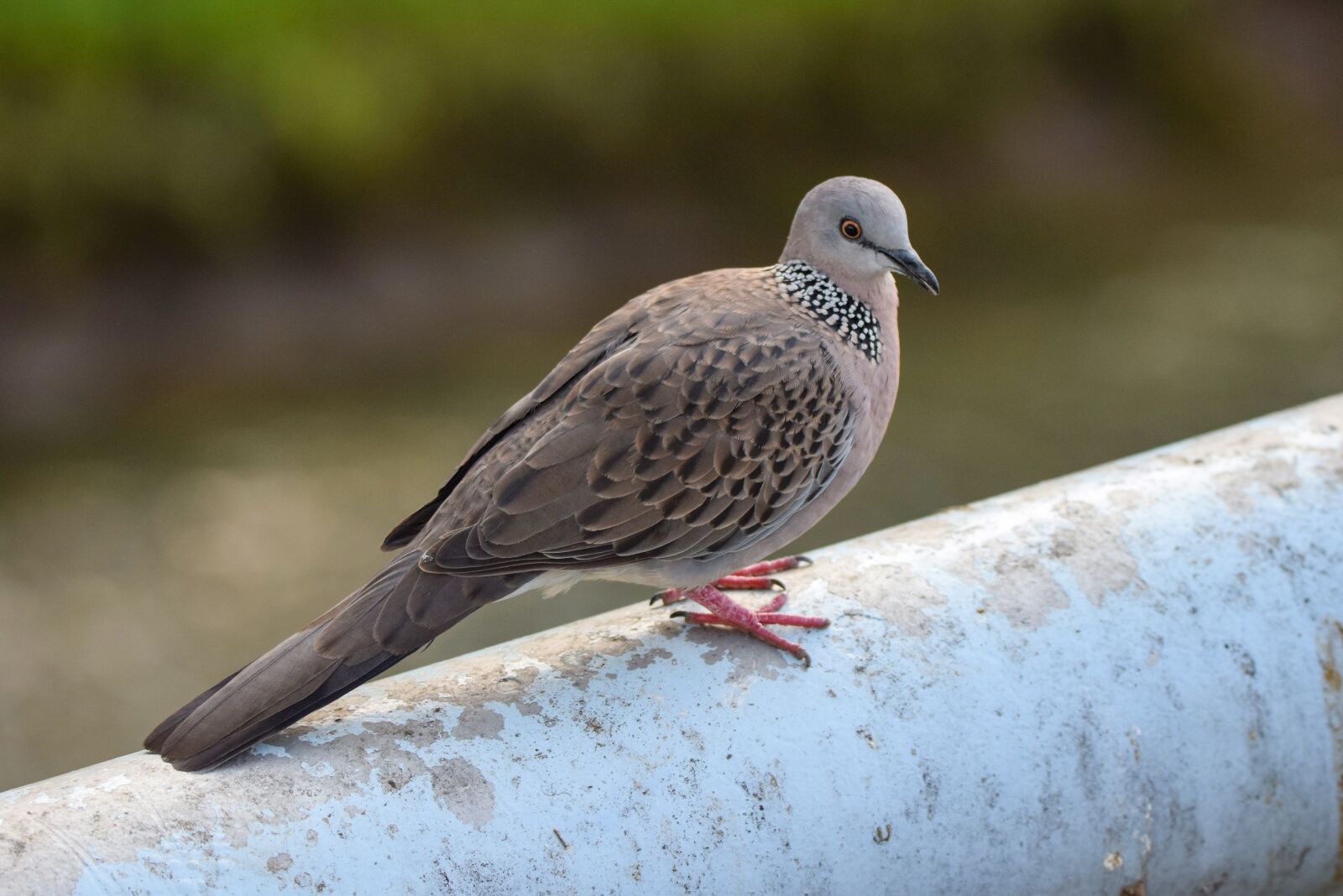 Nikon D5300 sample photo. Bird, beak, wings photography