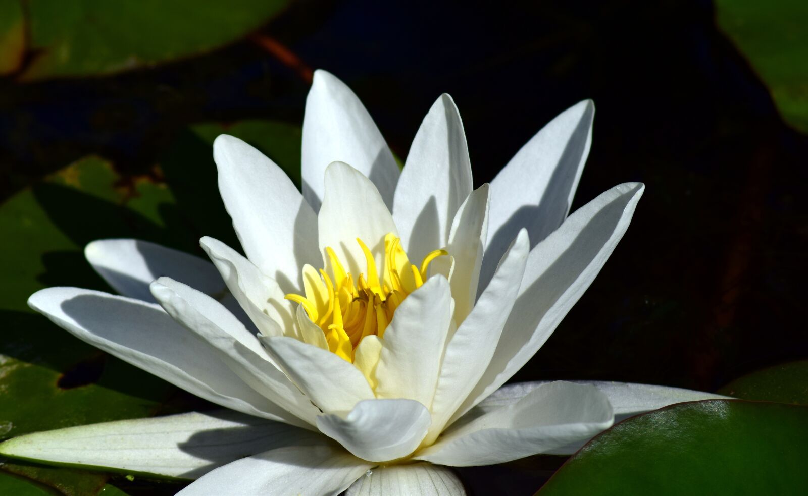 Nikon D3300 sample photo. Nuphar lutea, white, water photography