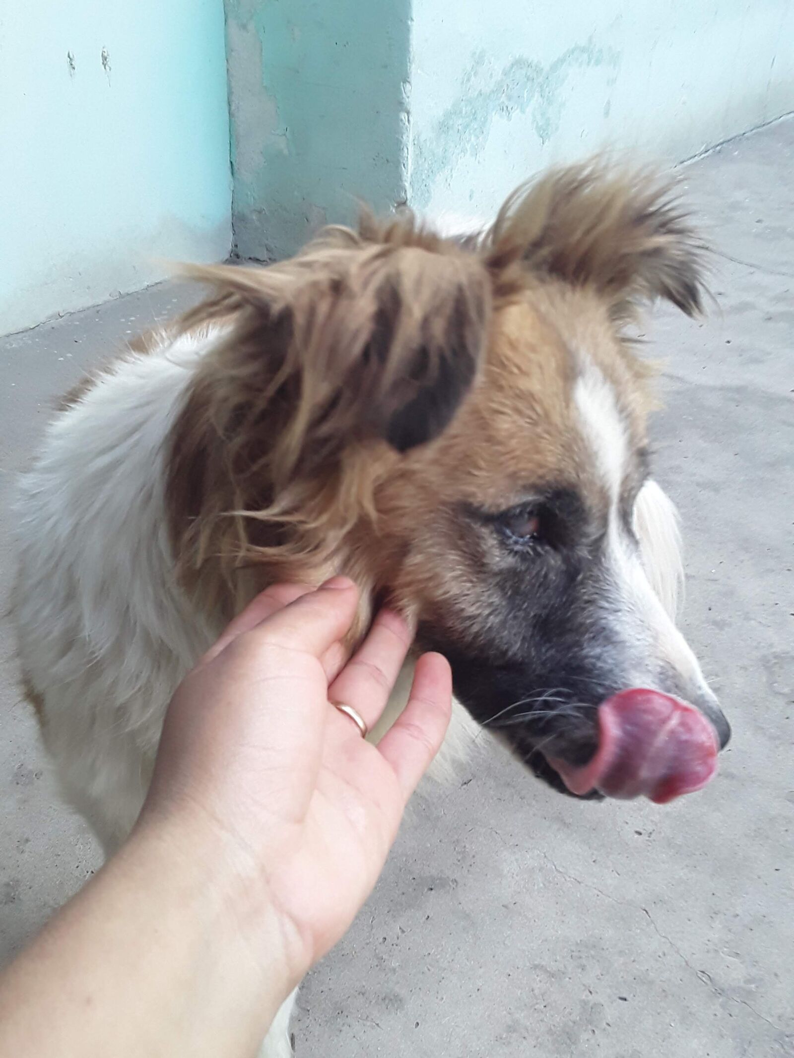 Samsung Galaxy J2 Core sample photo. Dog, dog licks nose photography