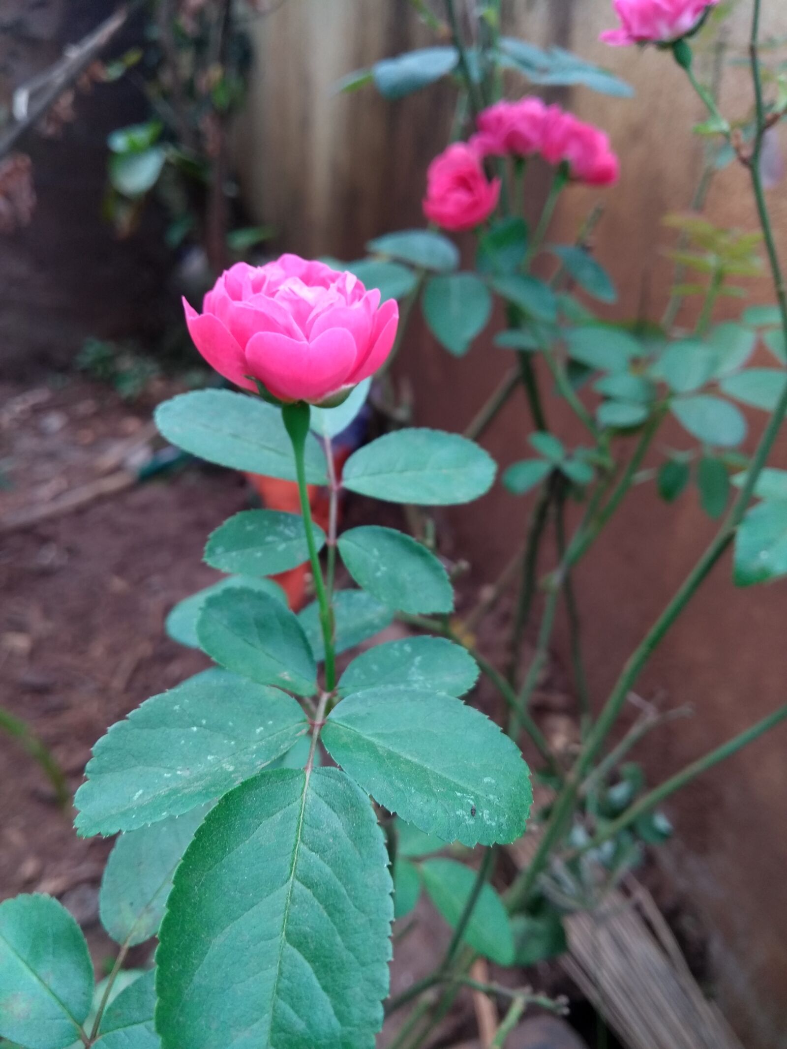 Motorola Moto G (5th Gen) sample photo. Garden, rose, beauty photography