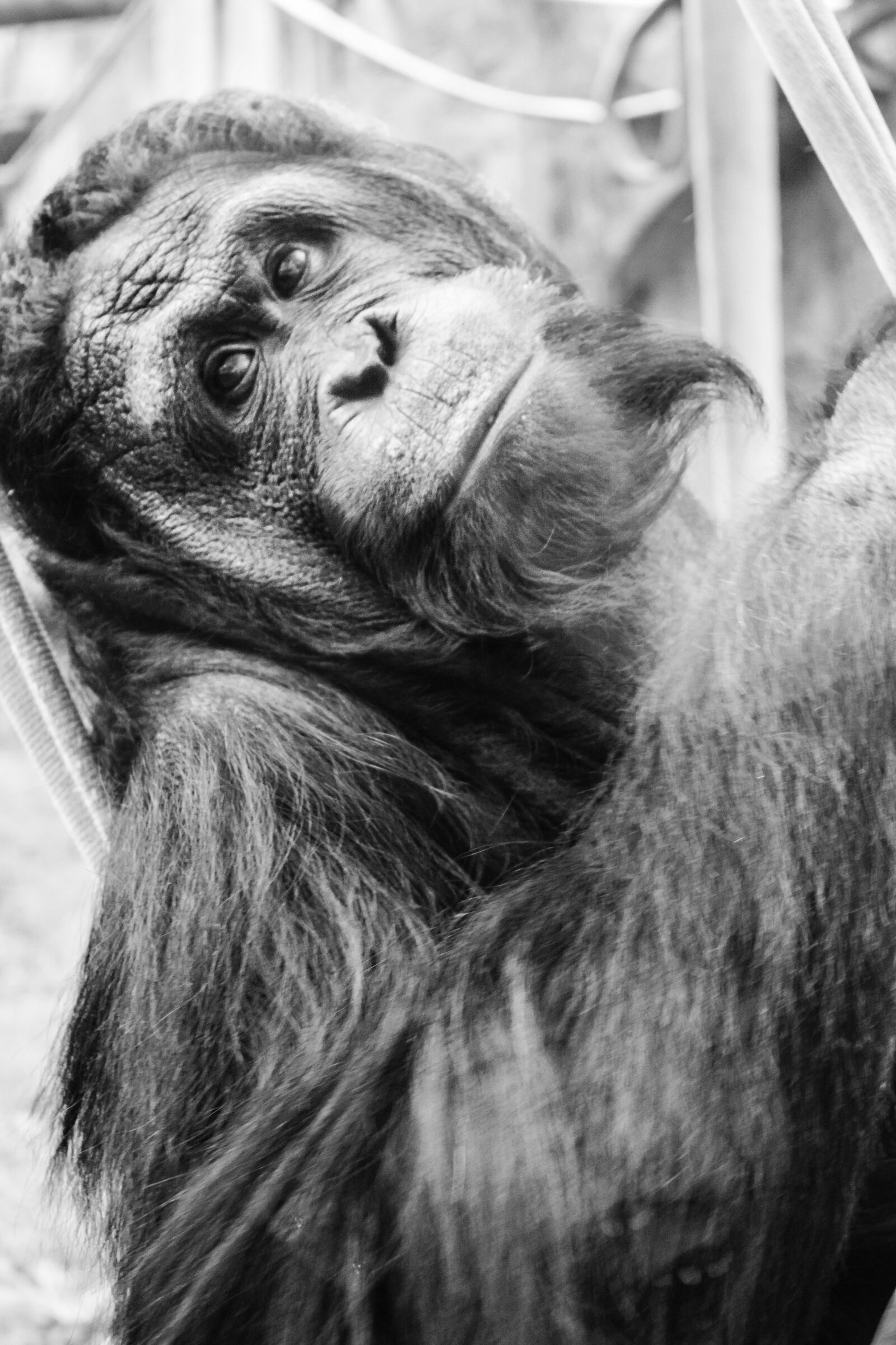 Canon EOS 550D (EOS Rebel T2i / EOS Kiss X4) sample photo. Chimpanzee, ape, monkey photography