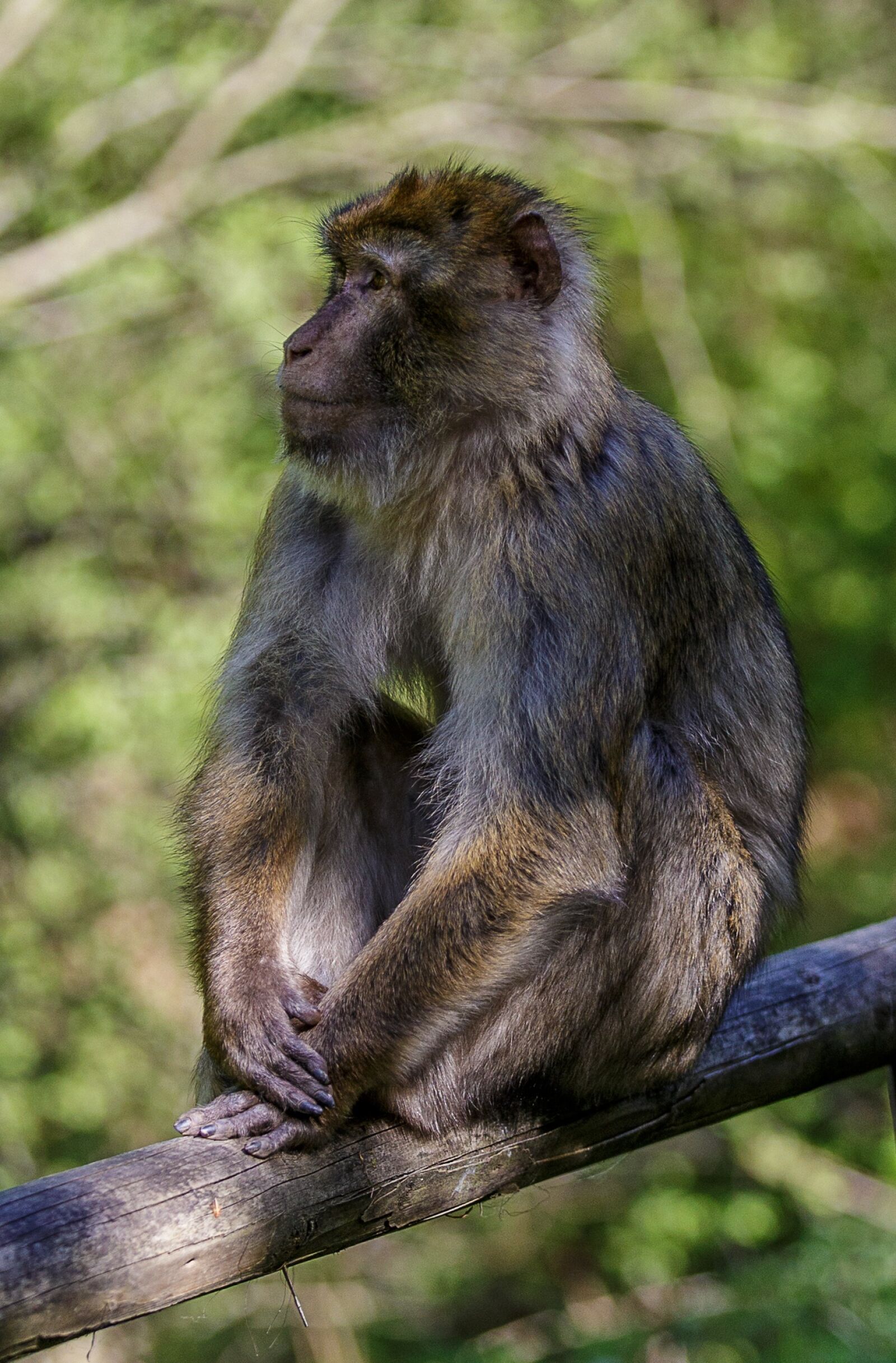 Canon EOS 6D sample photo. Monkey, rest, forest photography