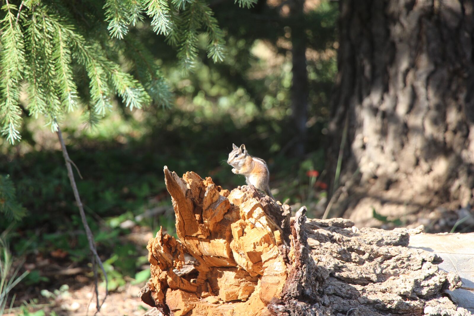 Canon EOS 700D (EOS Rebel T5i / EOS Kiss X7i) sample photo. Rodent, chipmunks, bryce canyon photography
