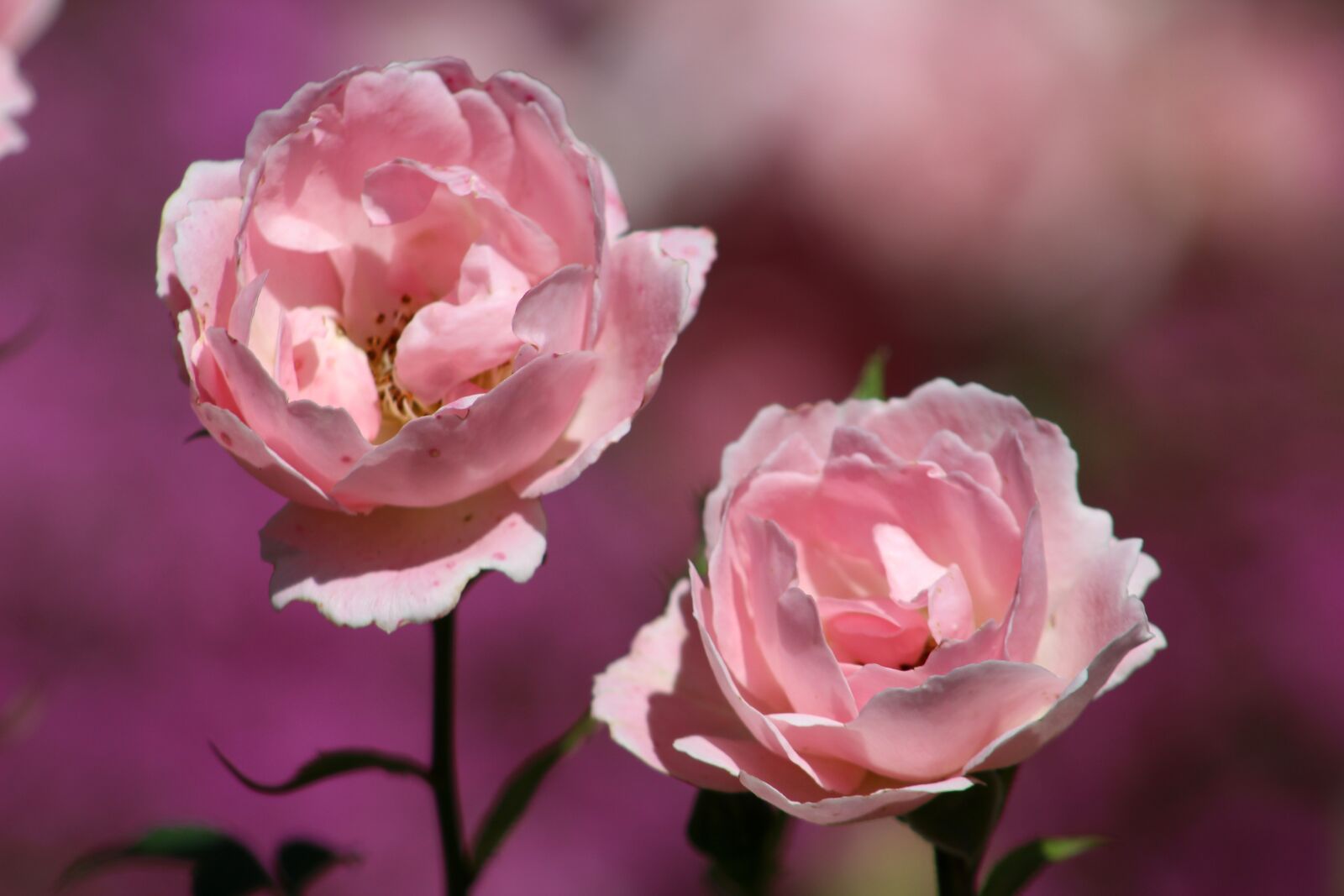 Canon EF75-300mm f/4-5.6 sample photo. Flower, rose, petal photography
