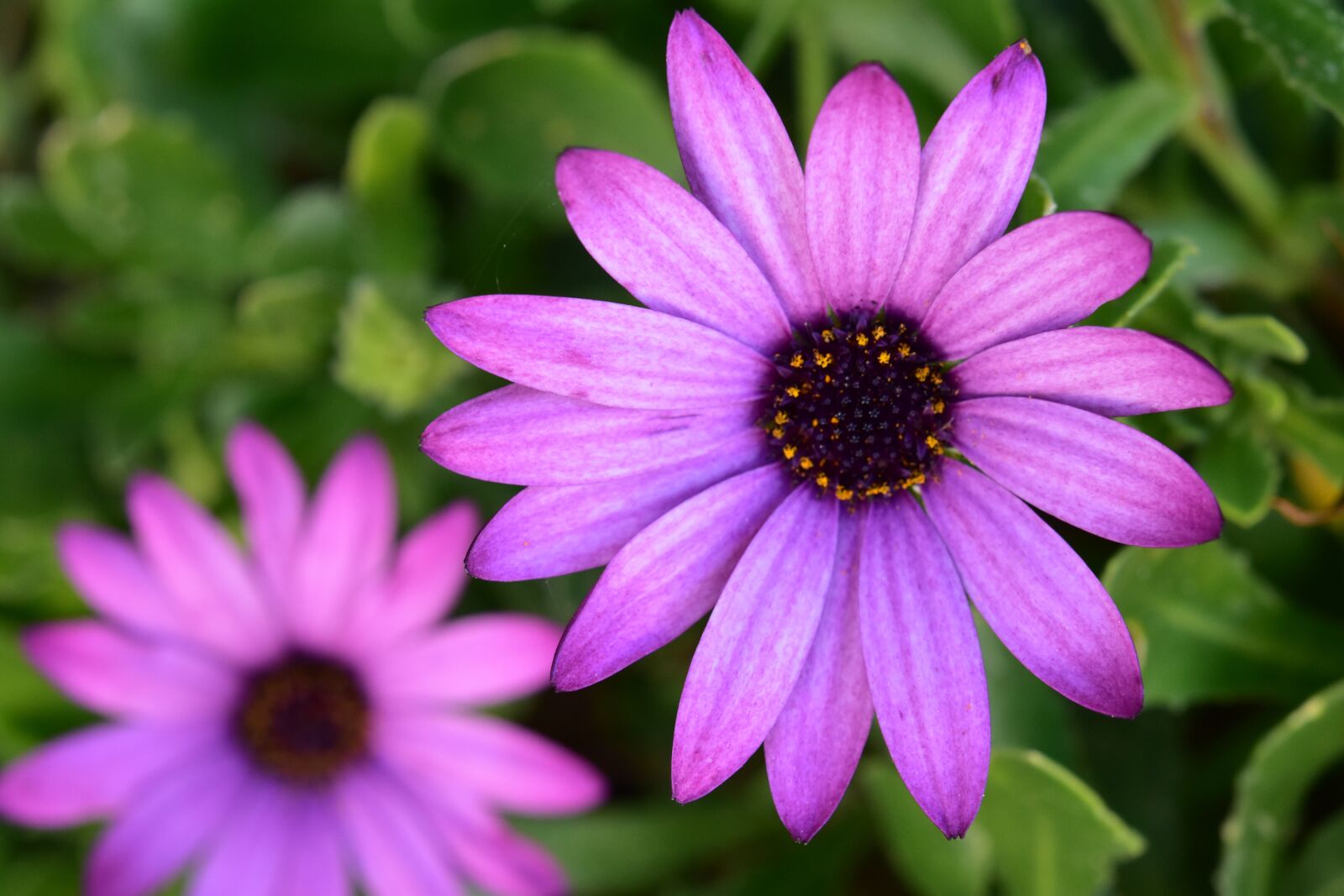 Nikon D5600 sample photo. Flower, flowers, plants photography