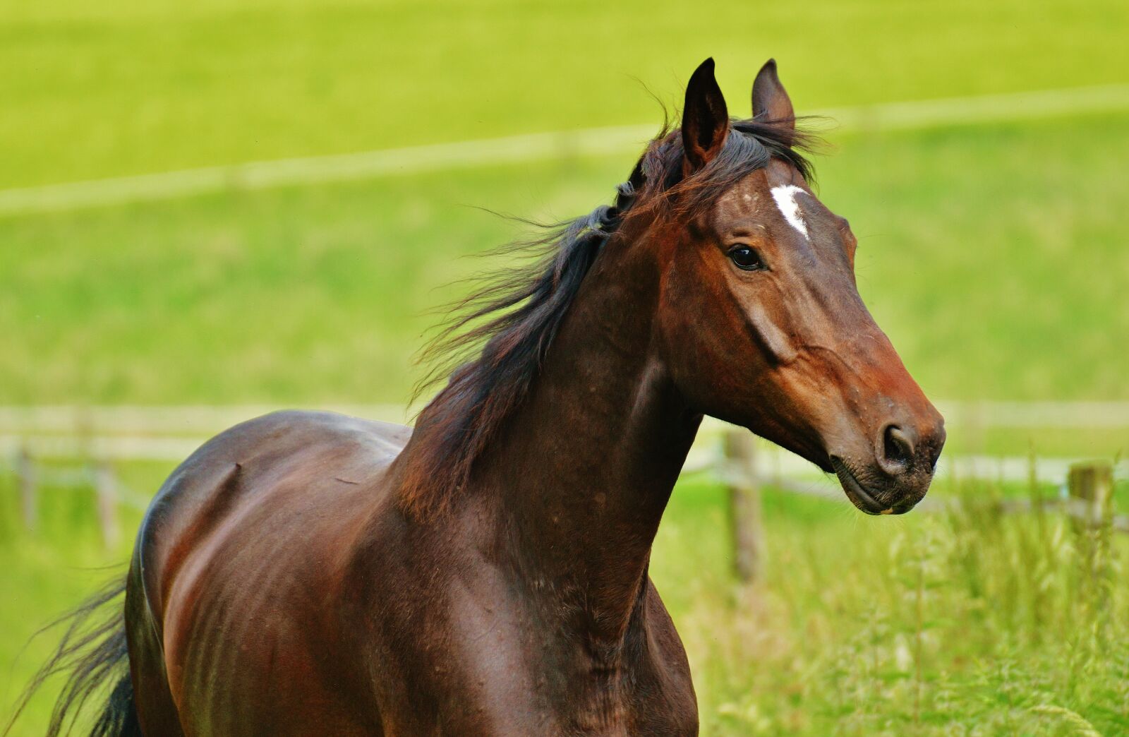 Nikon D3200 sample photo. Horse, coupling, stallion photography