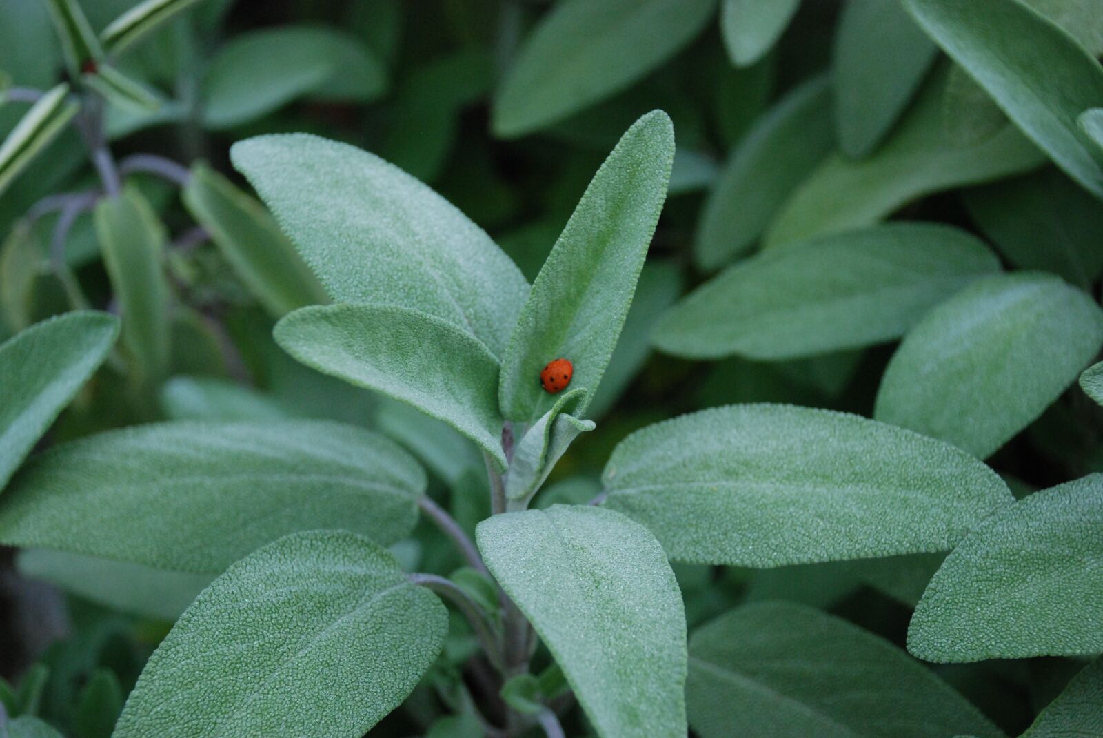 Nikon D80 sample photo. Sage, salvia, plant photography