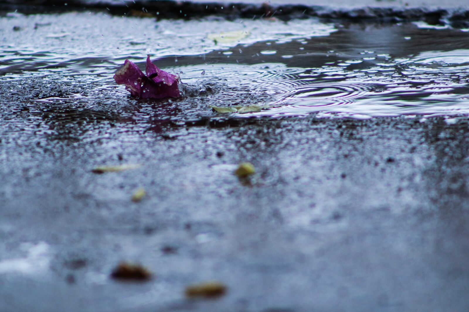 Canon EOS 80D sample photo. Rain, flower, flora photography