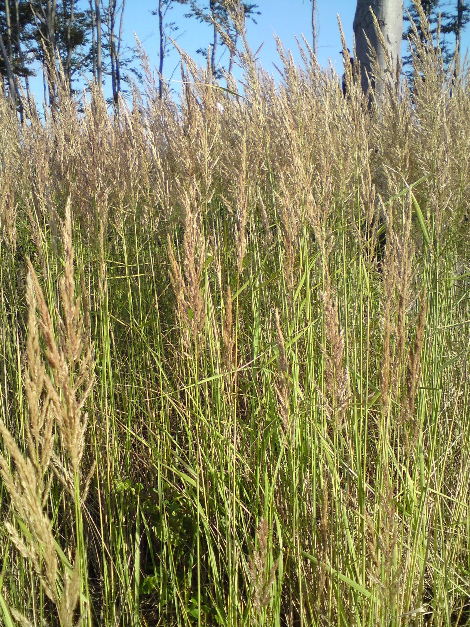 Sony Ericsson C902 sample photo. Grass, plants, nature photography